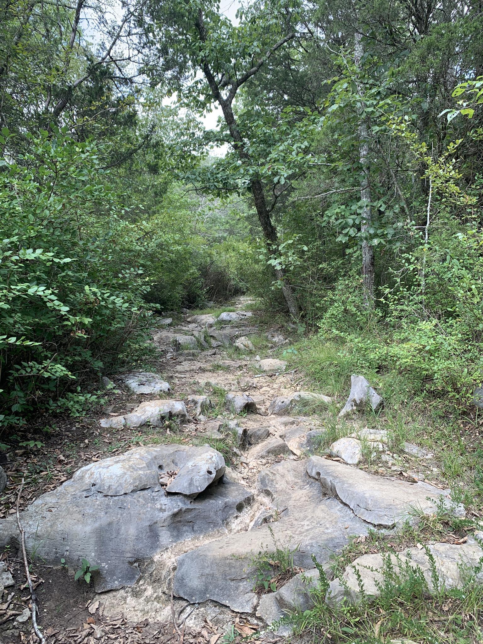 A rocky path winds through a dense, green forest under diffused light.