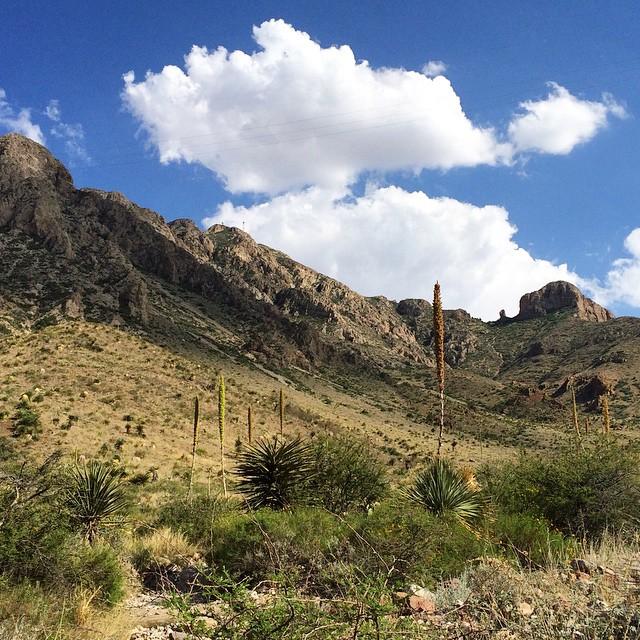 Sunny desert mountain landscape with prominent spiky plants and white clouds.