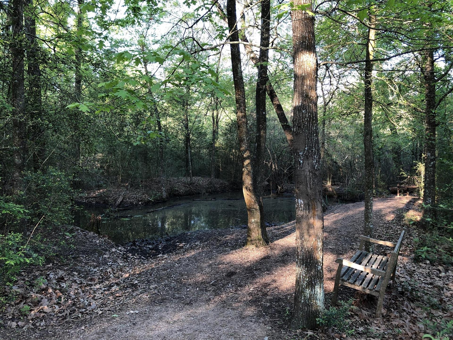 Shaded forest path next to a small pond and a wooden bench.
