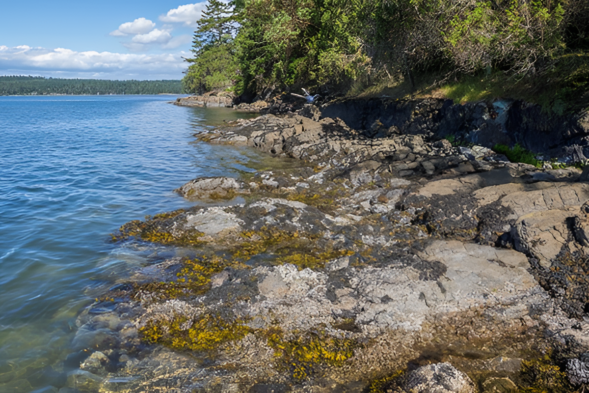 Rocky coastline with clear blue water and green trees under bright daylight.