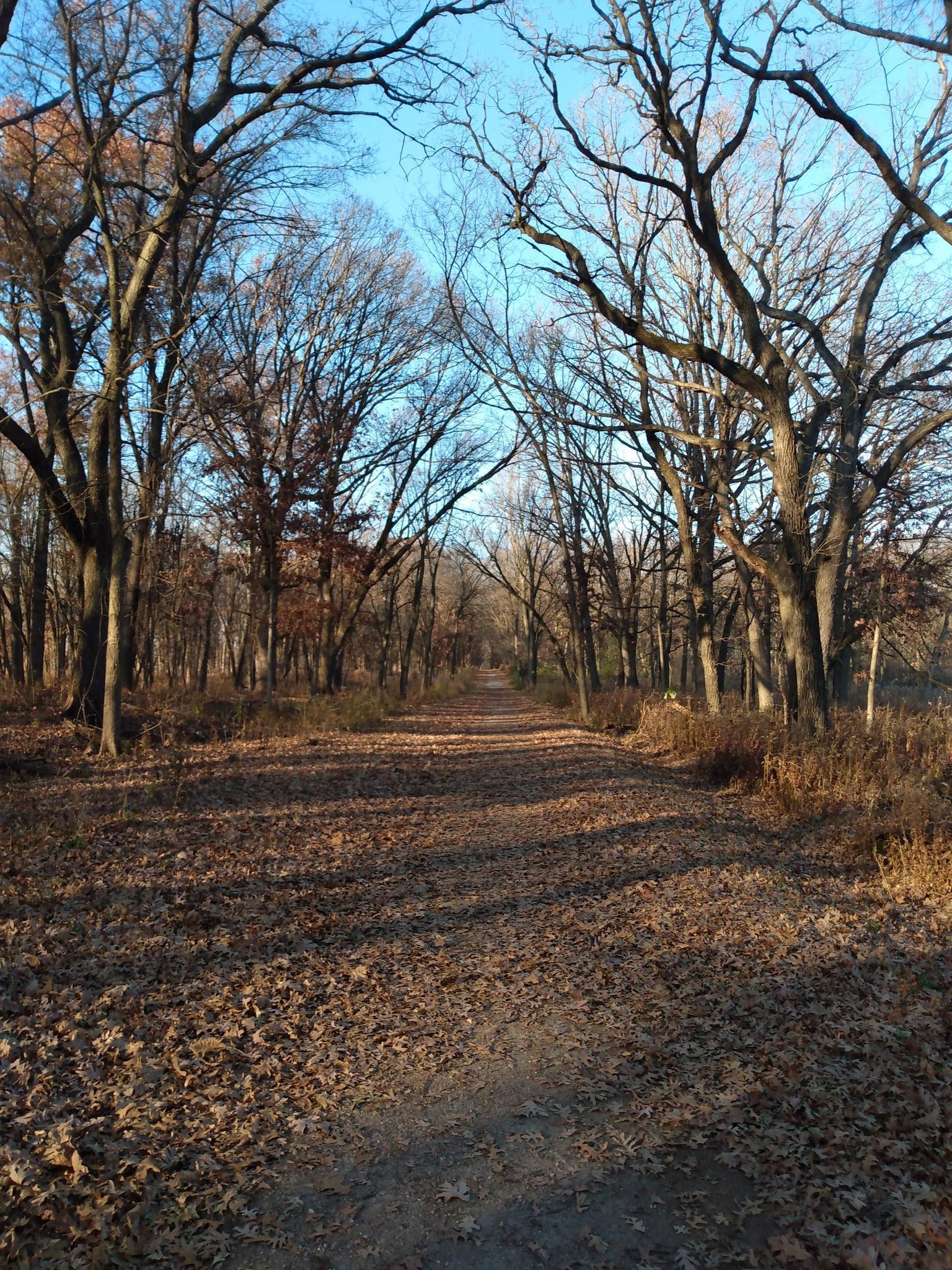 Dirt path covered in fallen leaves winding through a bare winter forest.