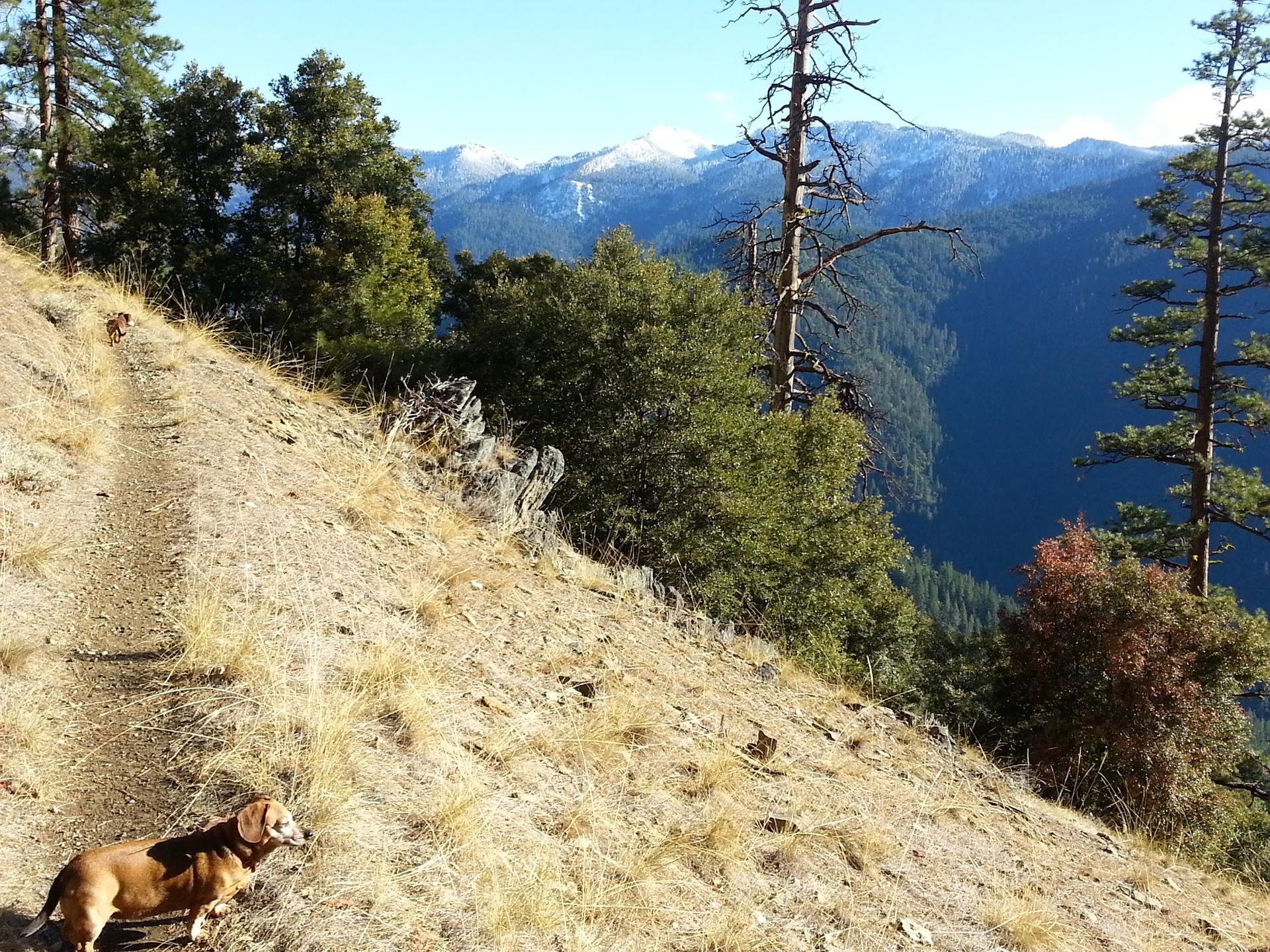 A brown dog on a sunny, dry trail with mountain and valley views.
