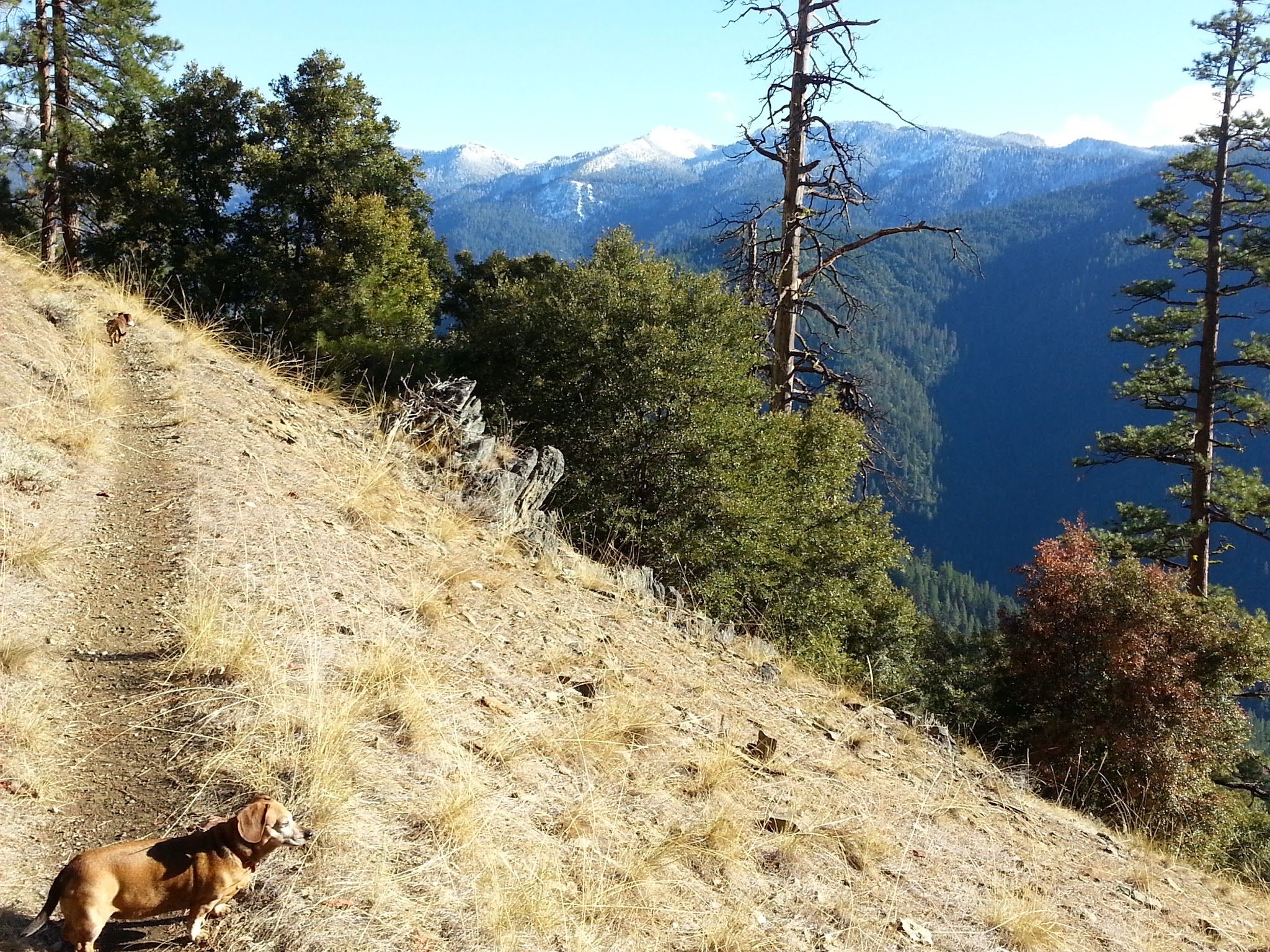 A brown dog on a sunny, dry trail with mountain and valley views. - Stein Butte Trail #929