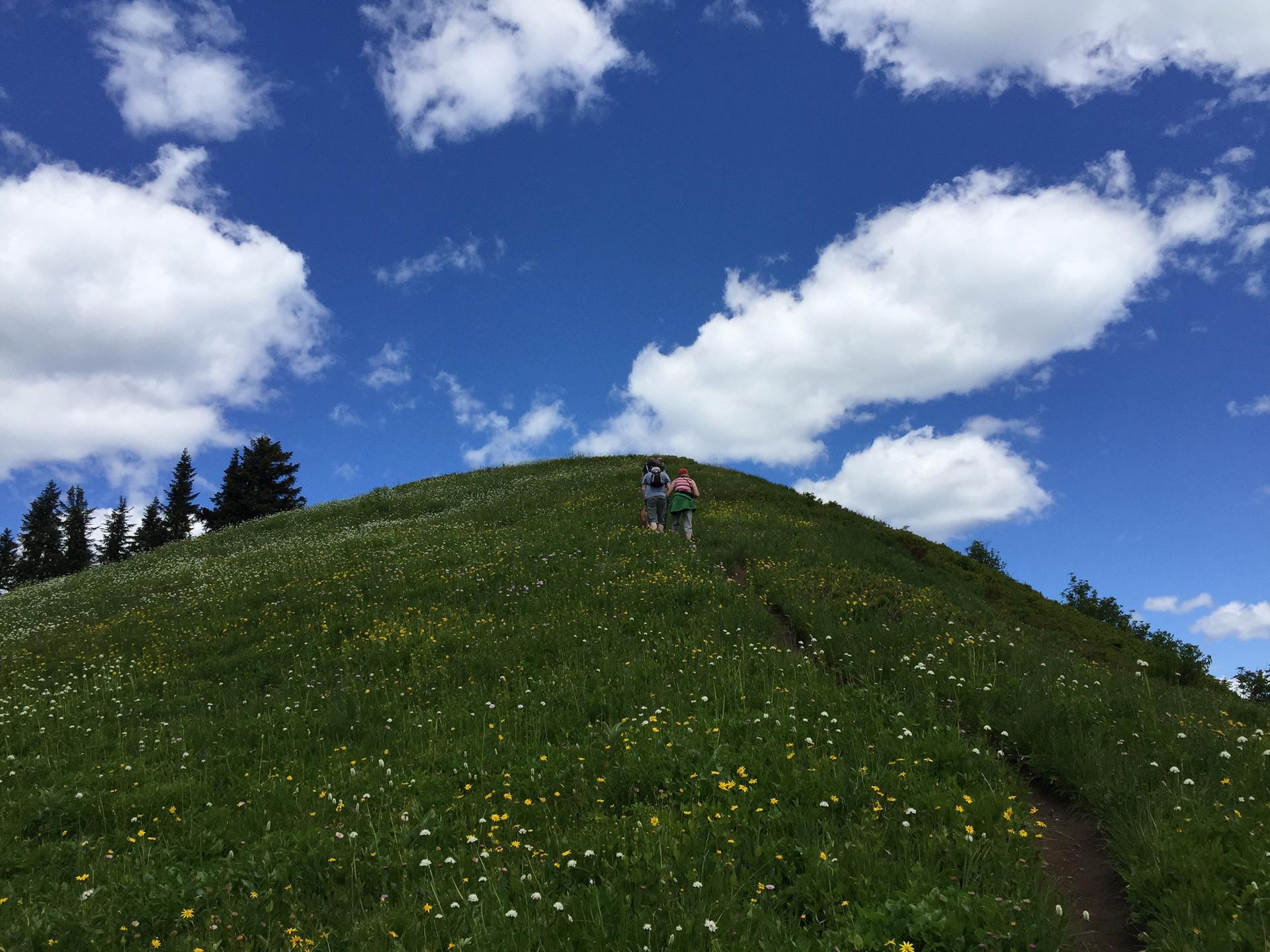 Two hikers ascend a steep, green, flower-dotted hill under a bright, cloudy sky.