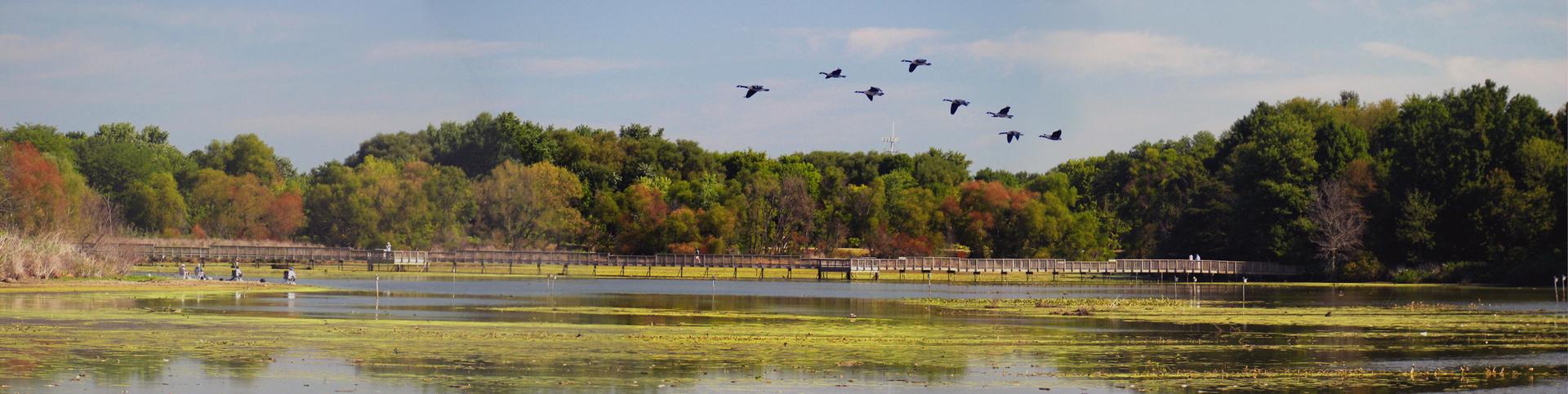 Birds fly over a lake with a long boardwalk and colorful trees.