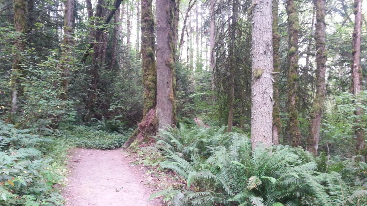 A dirt path winds through a dense forest with tall trees and ferns.