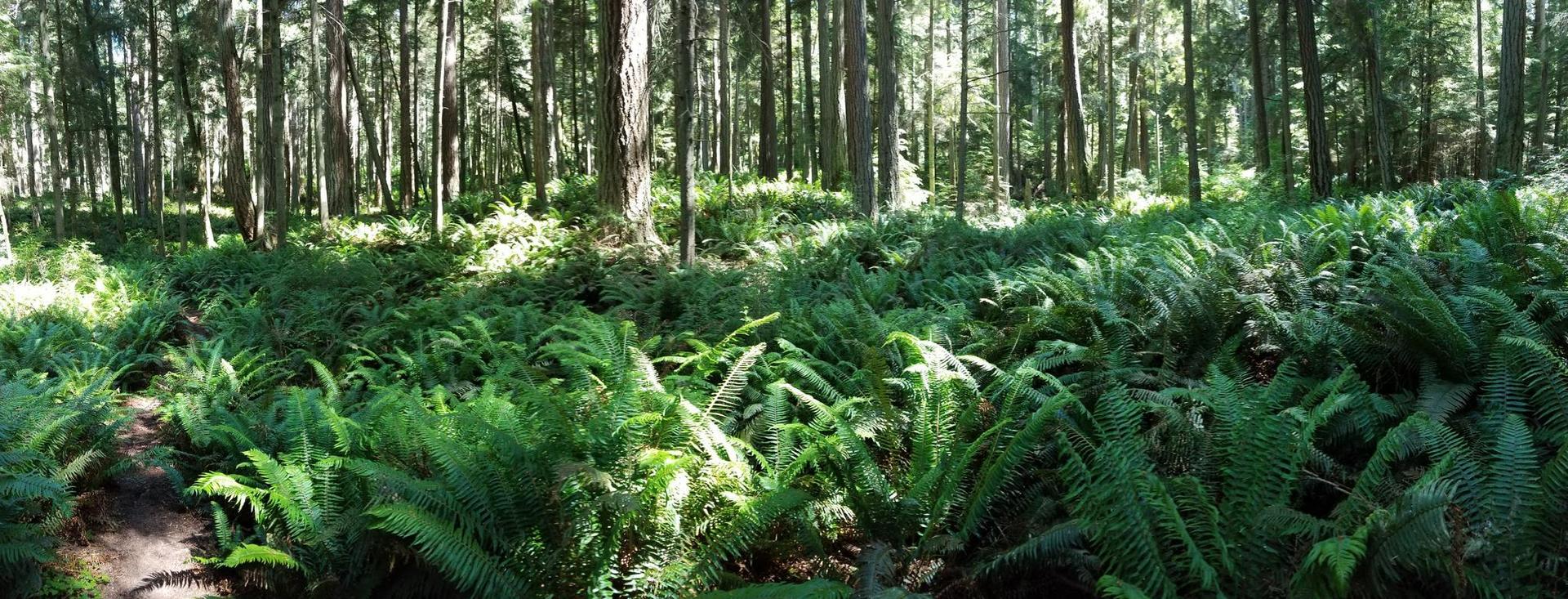Lush green ferns cover a sun-dappled forest floor with tall trees.
