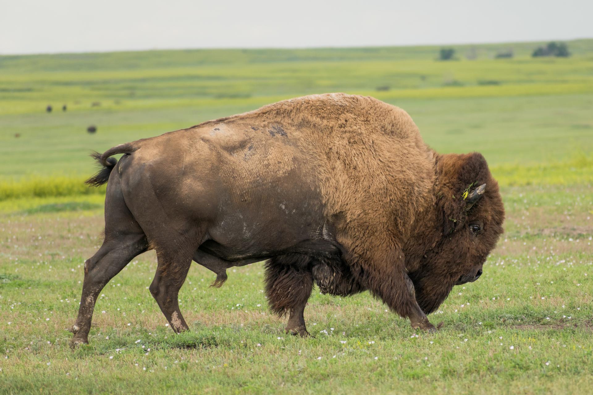 Large brown bison walking across a vast green grassy field.
