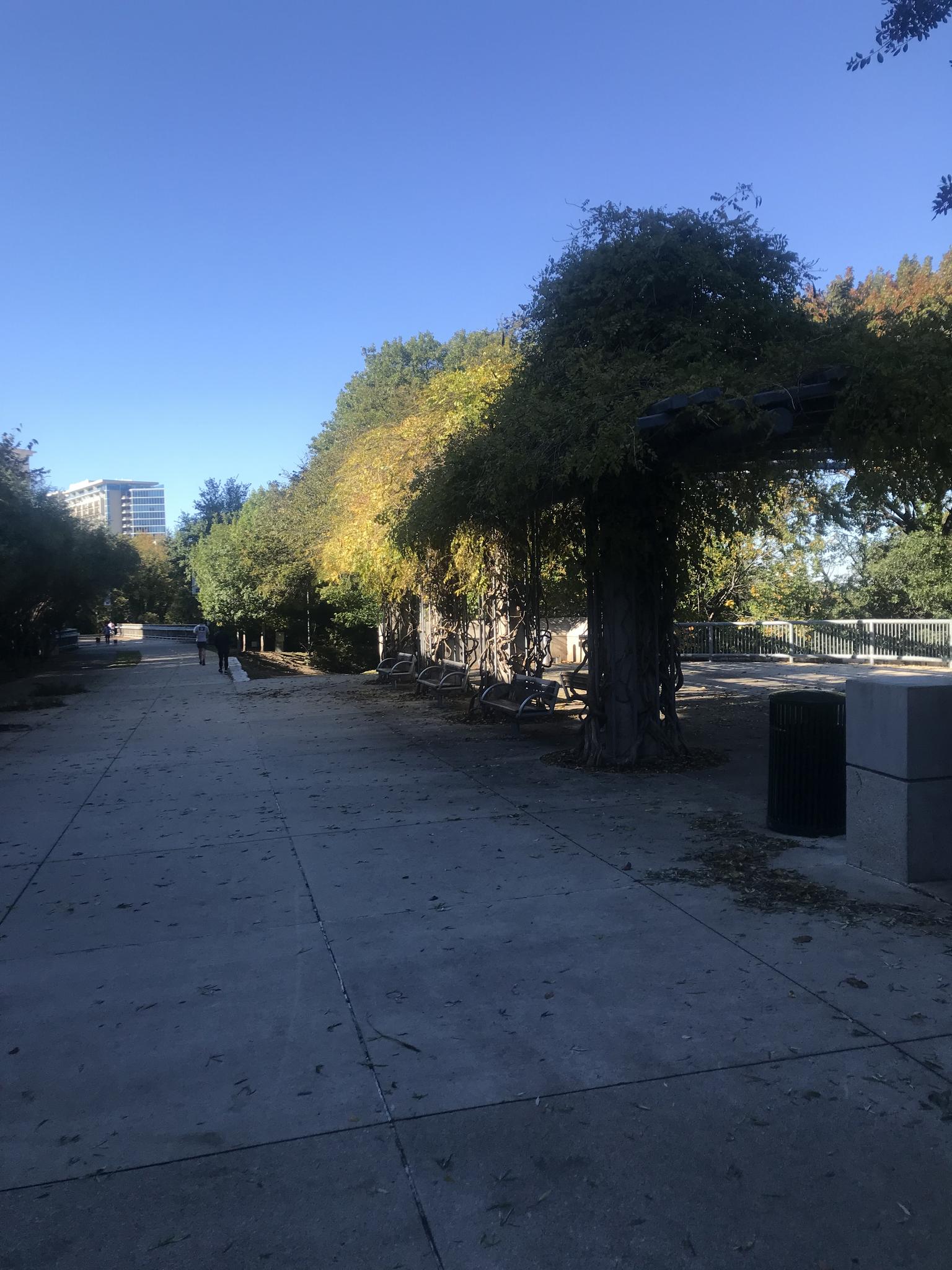 Sunny paved path with trellised trees and distant buildings.