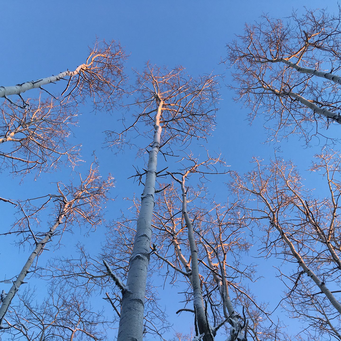 Looking up at white-barked trees with bare branches against a bright blue sky. - Skyline Ridge Trail