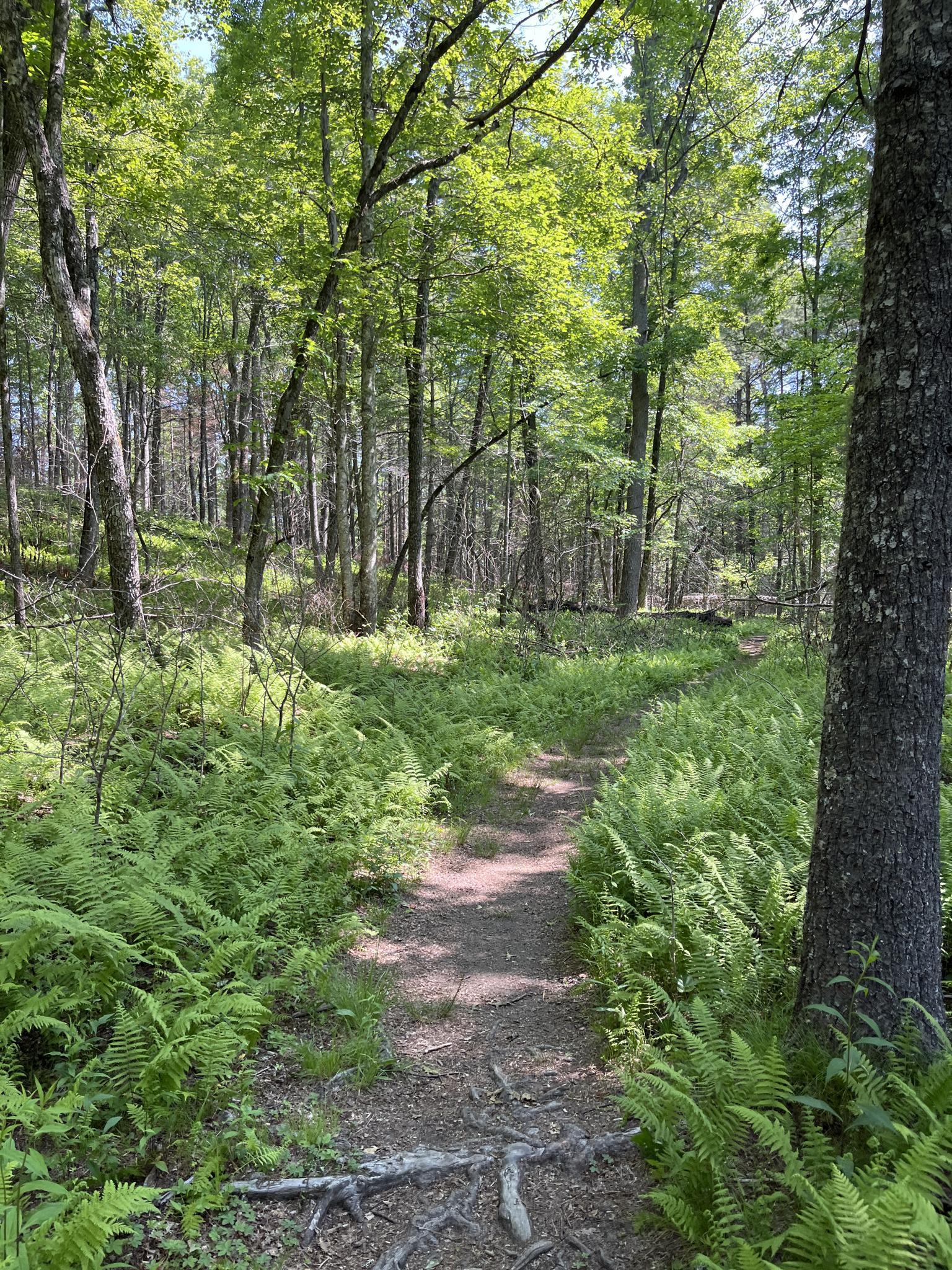 A sun-dappled dirt path winds through a vibrant green fern-filled forest.