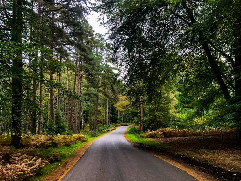 Rhinefield Ornamental Drive – Wooden Bridge Over The Stream Loop From 