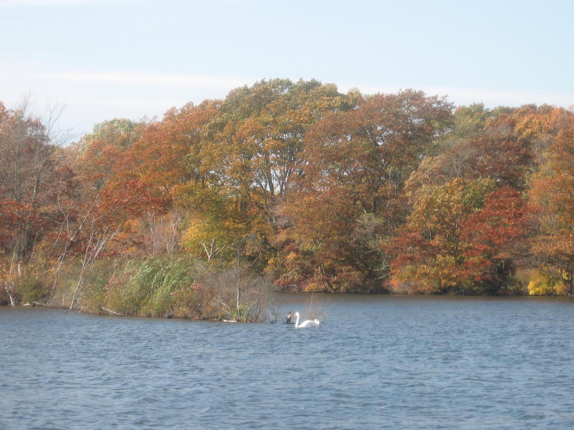A white swan swims in a lake surrounded by trees with autumn foliage.