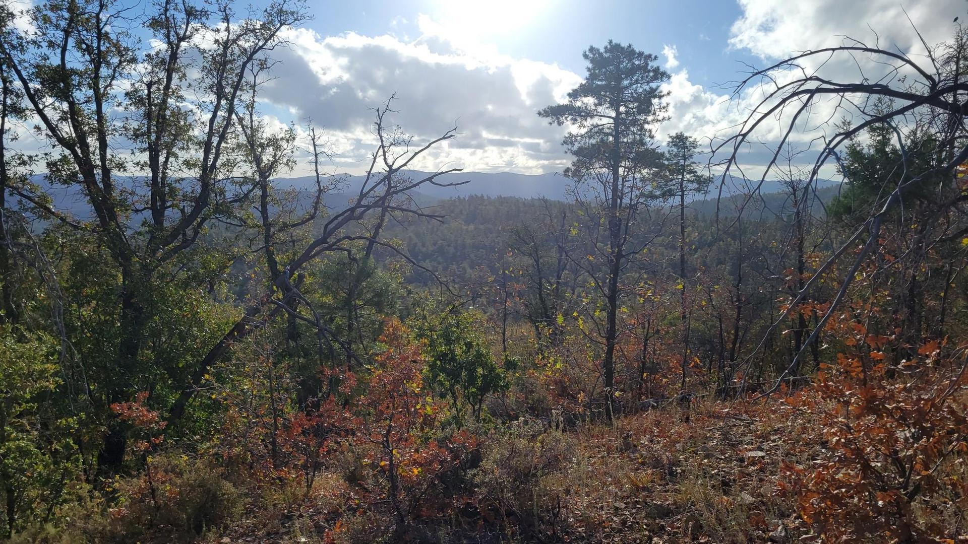 Sunlit forest with autumn colors overlooking distant, hazy mountain ranges.