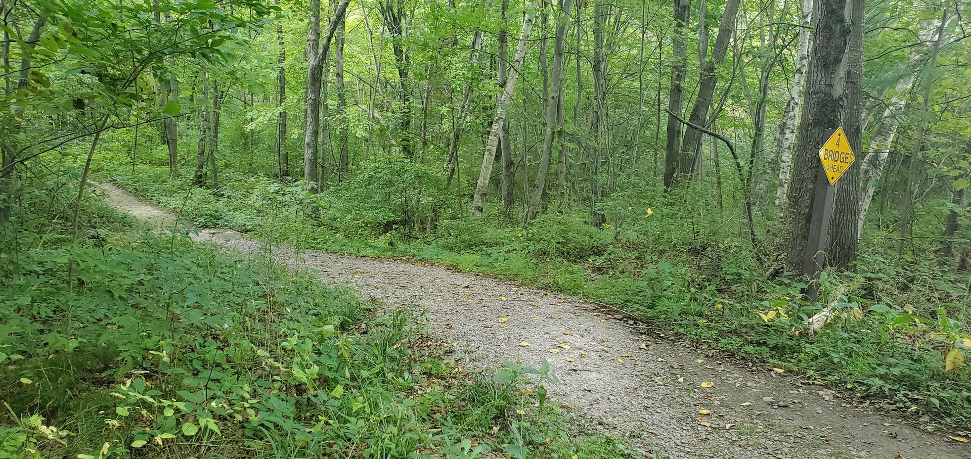 A winding dirt path through a dense, green, sun-dappled forest.