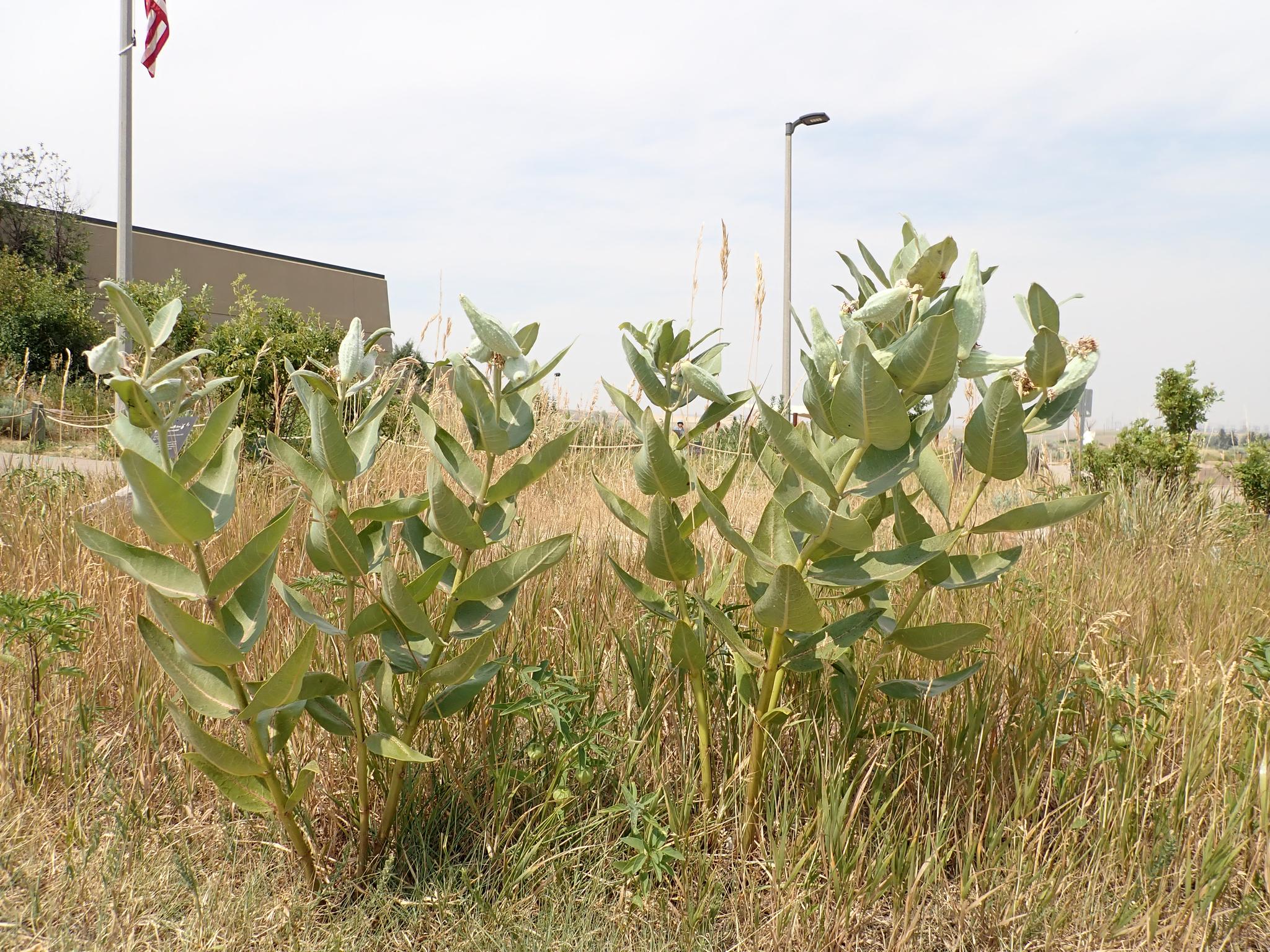 Two large green plants in a dry, grassy field under bright sun.