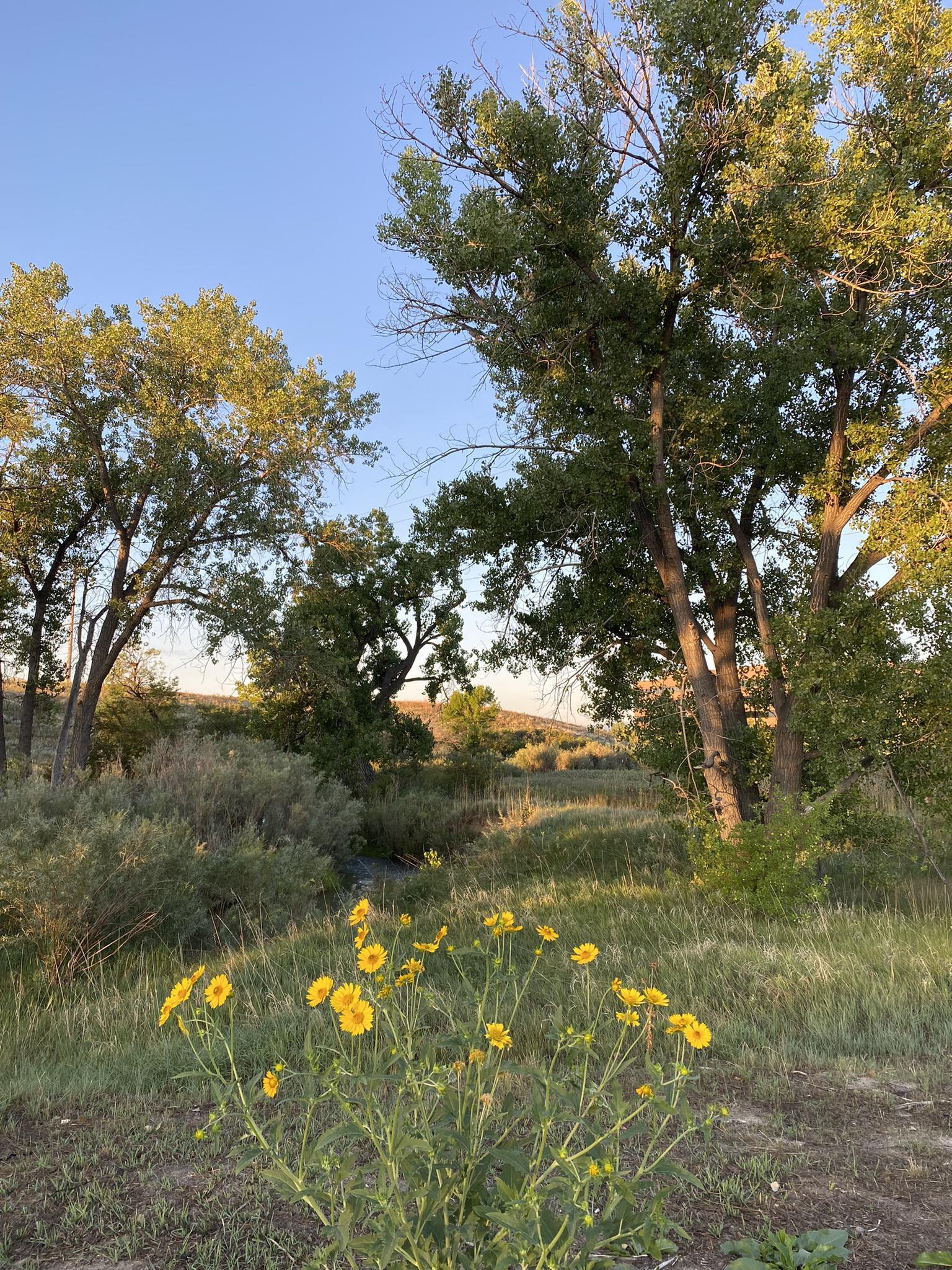 Bright yellow wildflowers in a field with tall trees during golden hour.