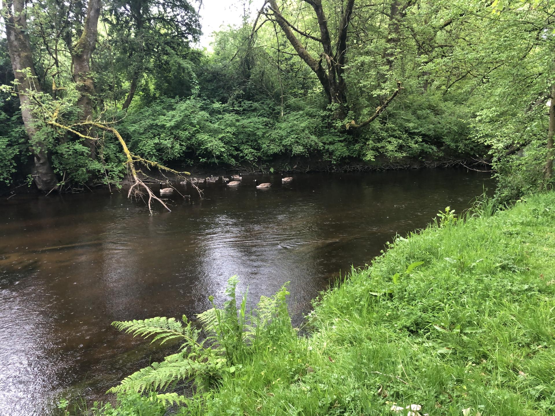 Ducks swimming in a dark river surrounded by lush green trees on an overcast day.