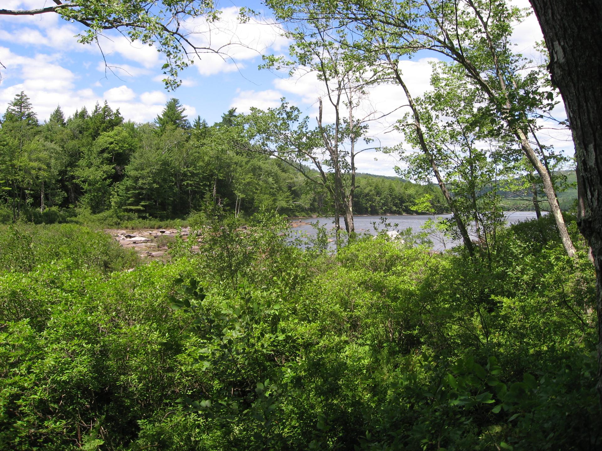 Lush green forest and bushes frame a sunlit lake under a blue sky.