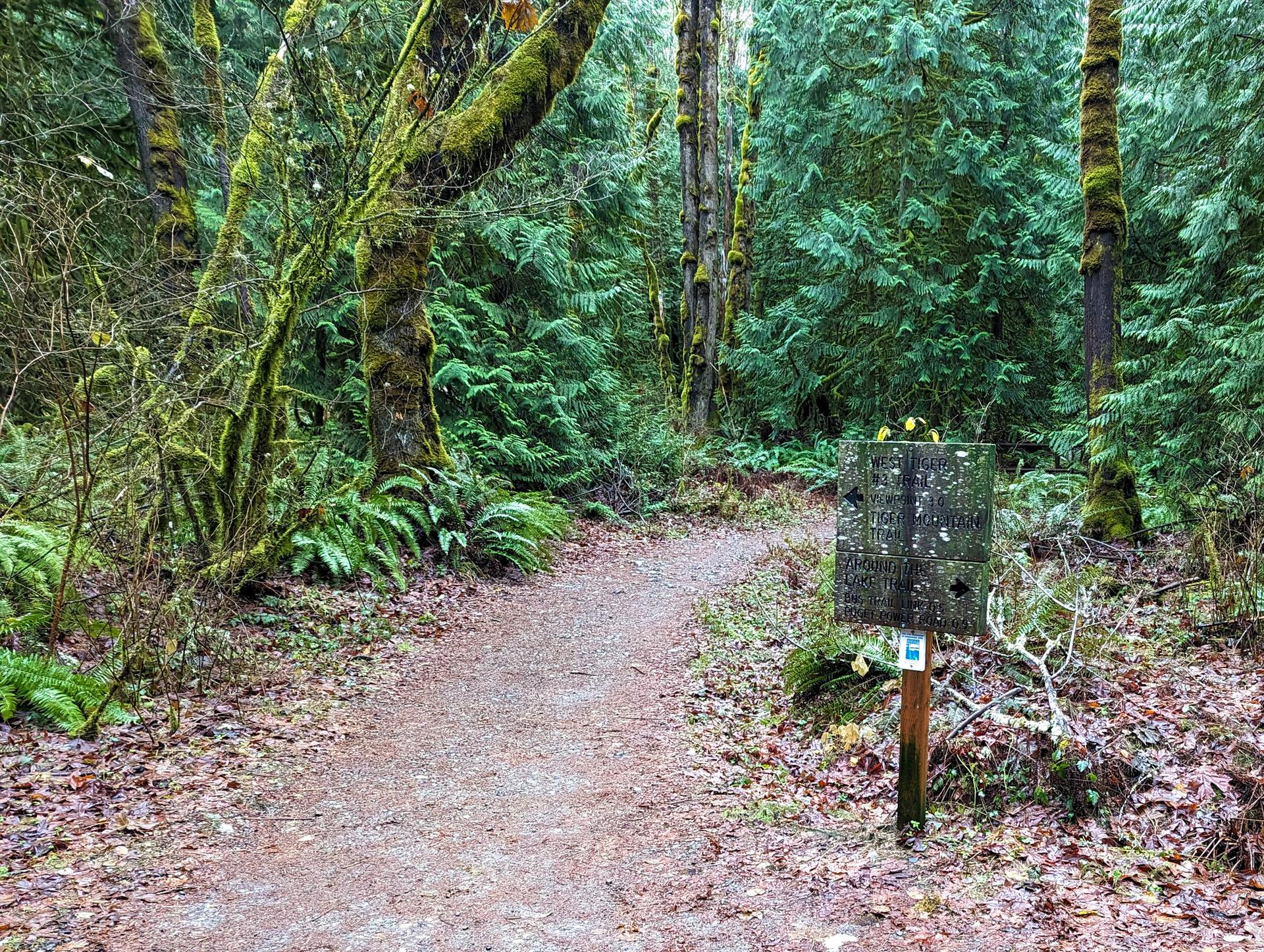 Dirt path through a lush, mossy forest with ferns and tall trees.