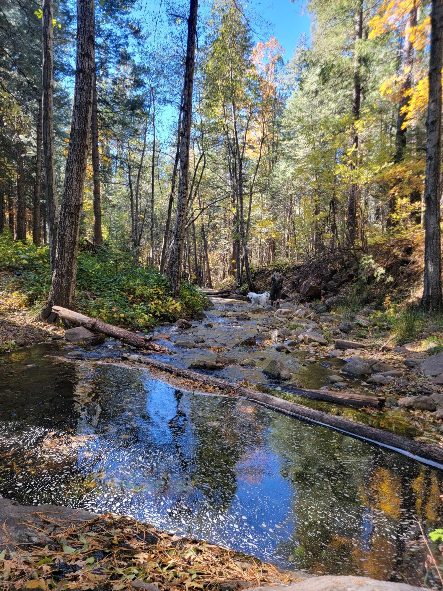 Sunny forest stream with autumn trees, fallen logs, and a white dog.