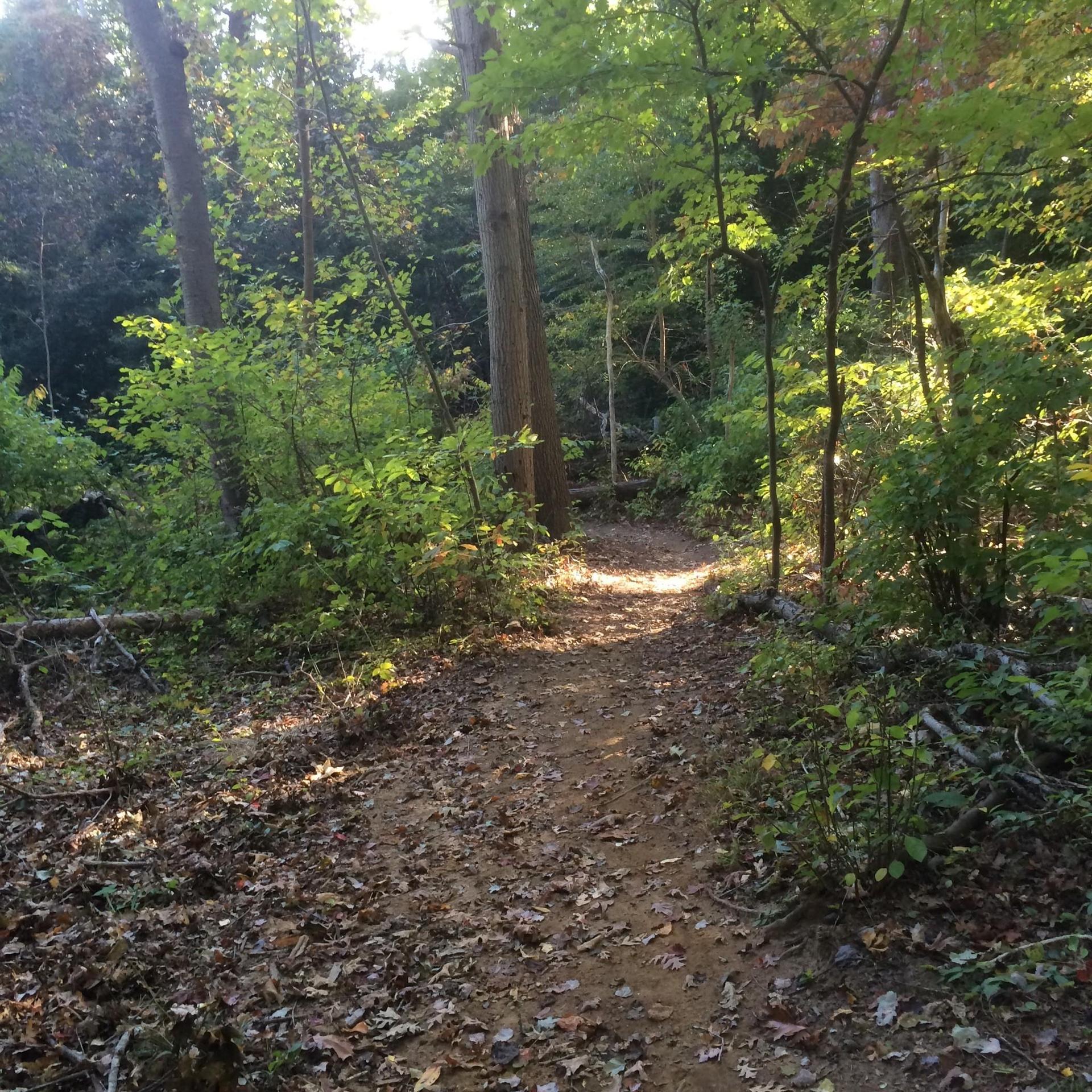 Sunlit dirt path winding through a dense green forest.