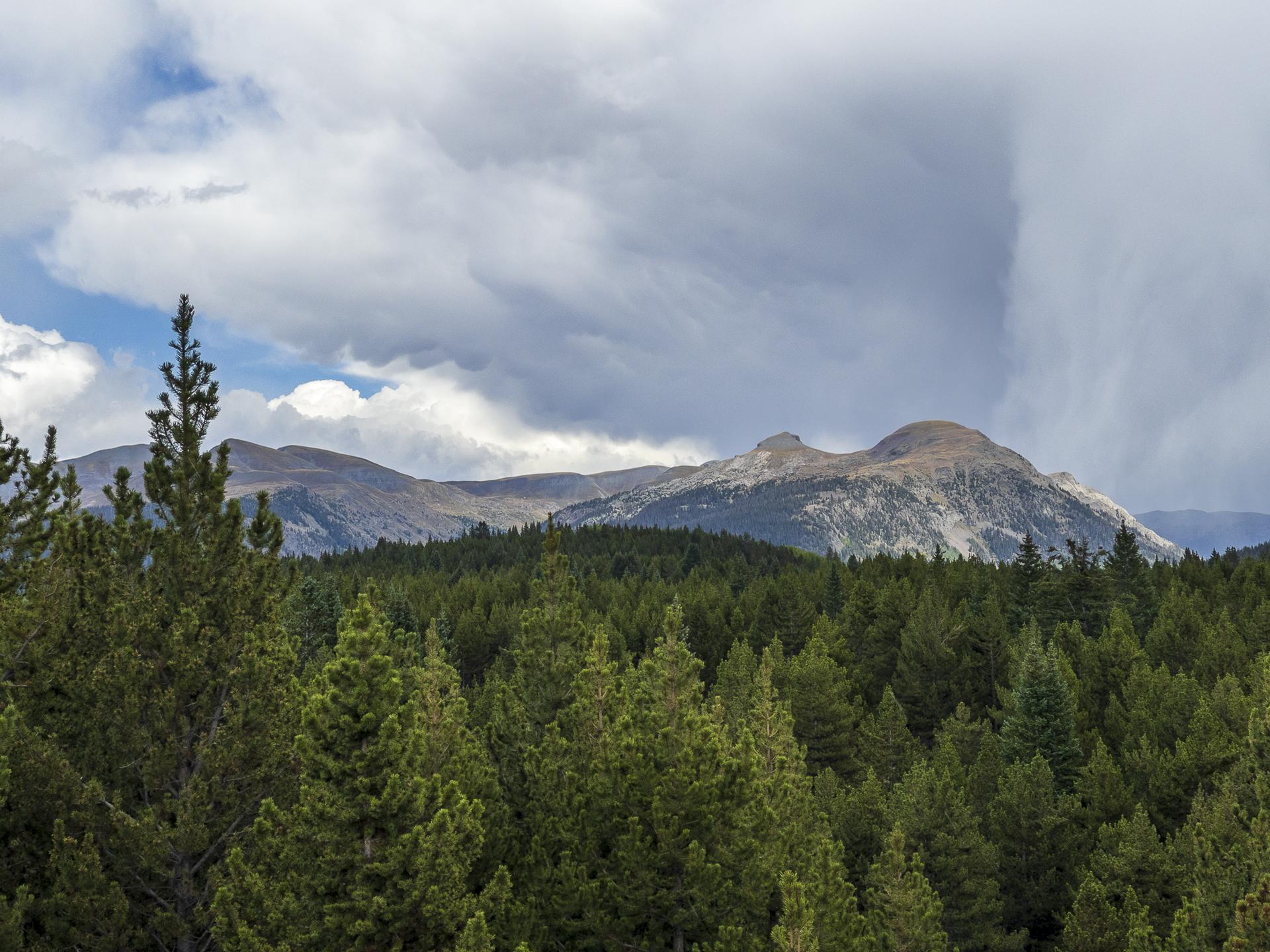 Dense pine forest under dramatic cloudy sky with distant rugged mountains.