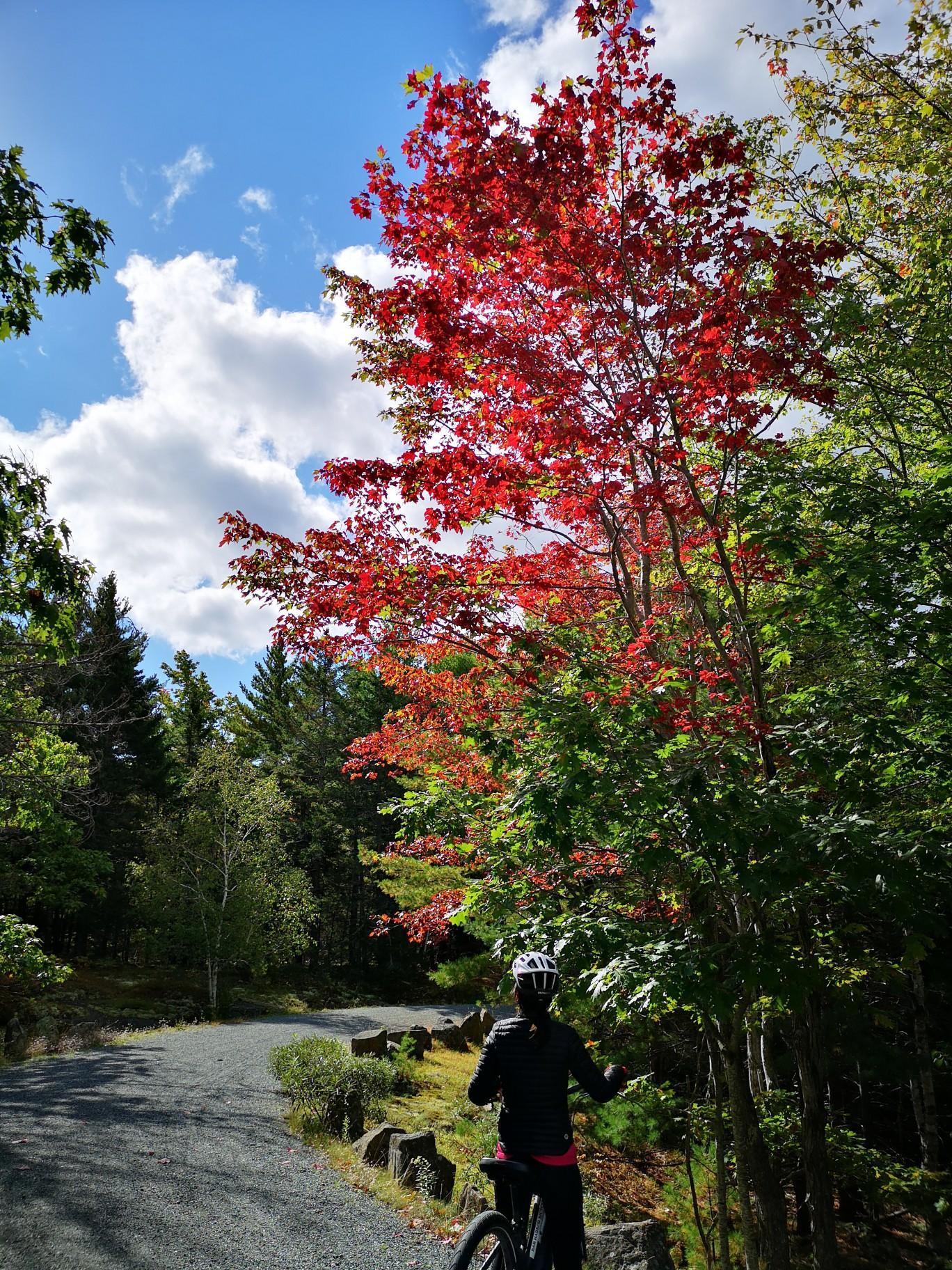 Biker on a gravel path under a vibrant red tree on a sunny day.