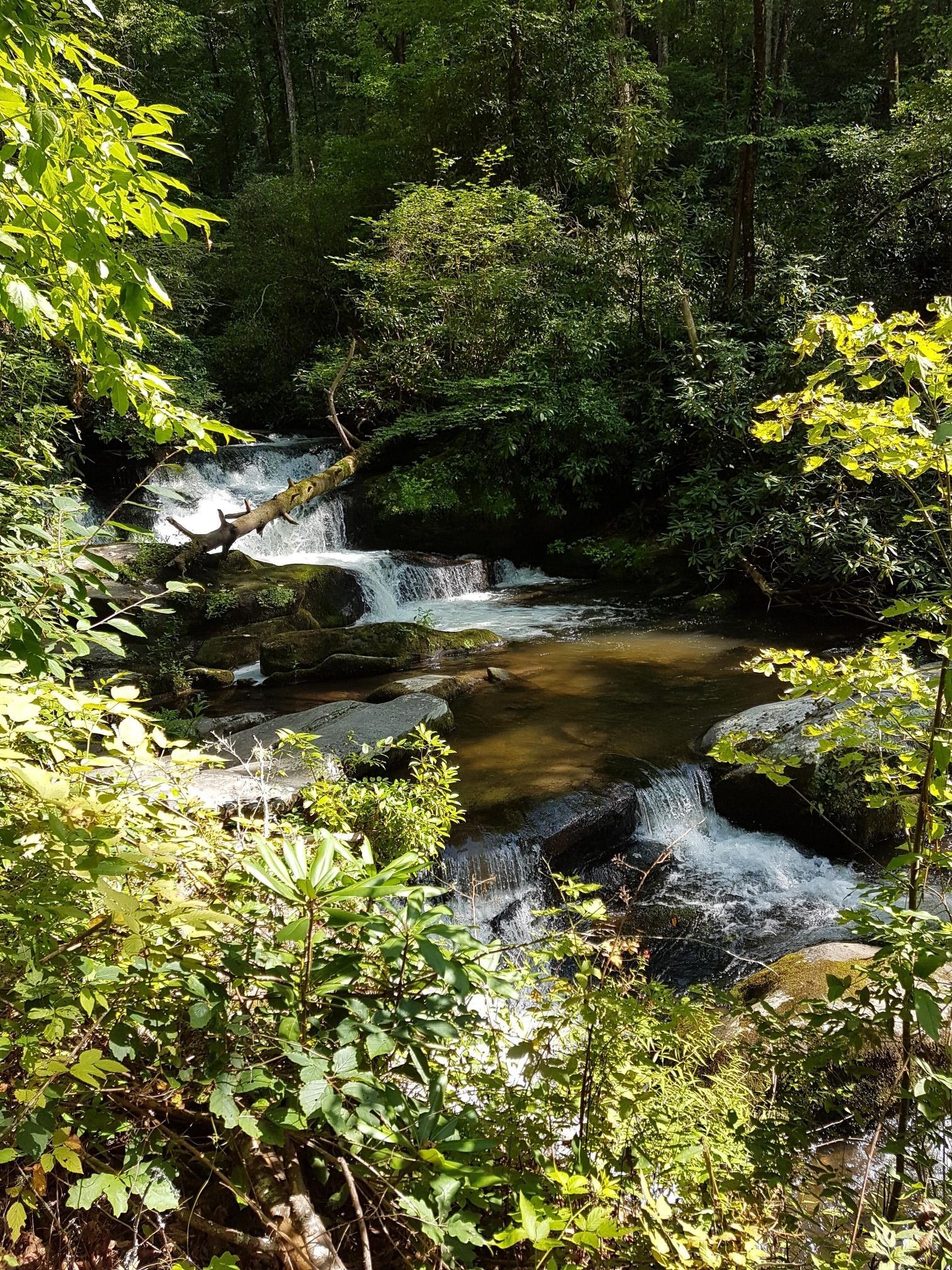 Cascading stream flows through a lush green forest with dappled sunlight.