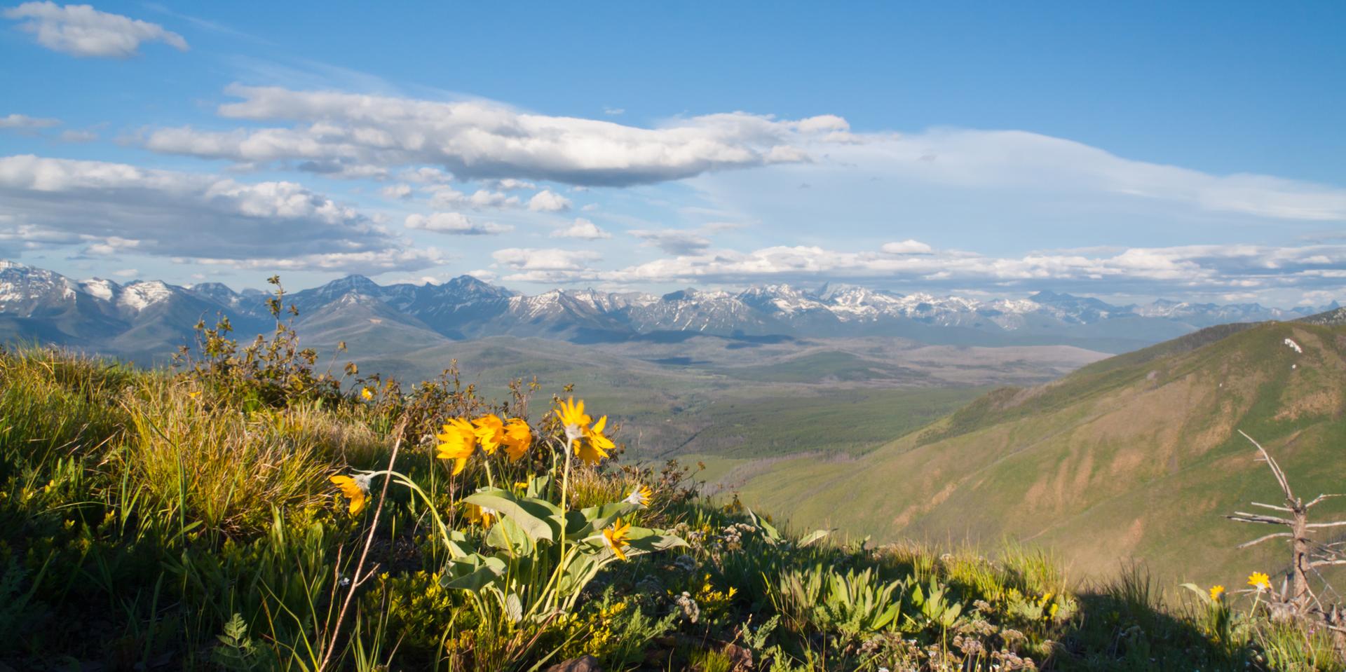 Yellow wildflowers in foreground, overlooking vast mountain range under cloudy sky.