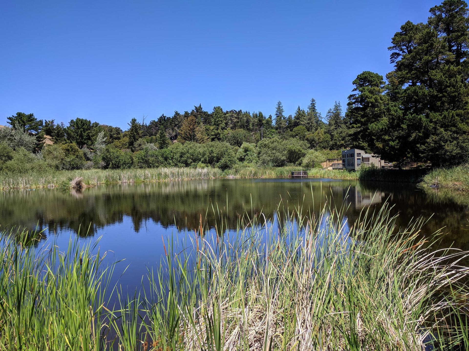 A tranquil lake reflecting trees and sky, with tall green reeds.