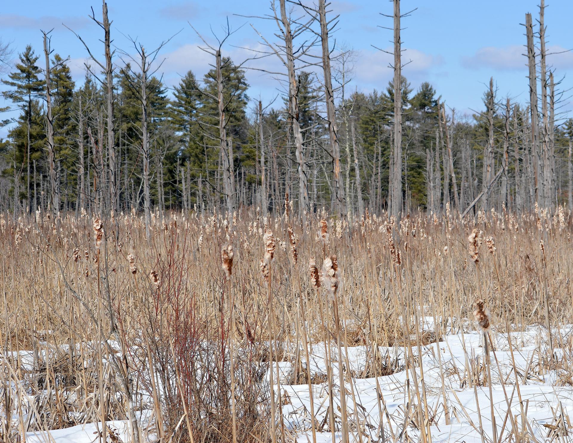 Brown cattails and dry grasses in a snowy field with a forest background.