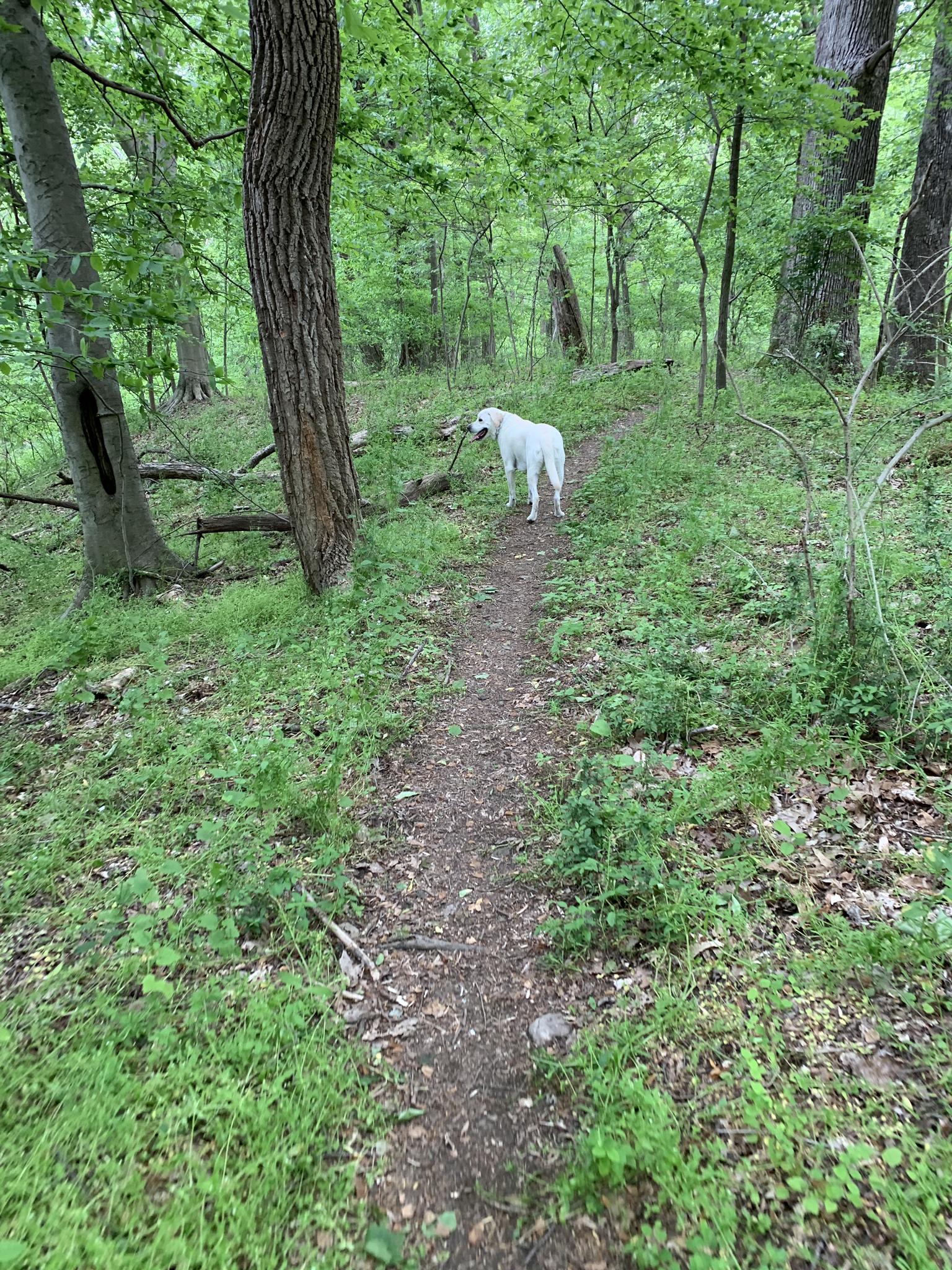 White dog stands on a dirt path in a lush green forest.