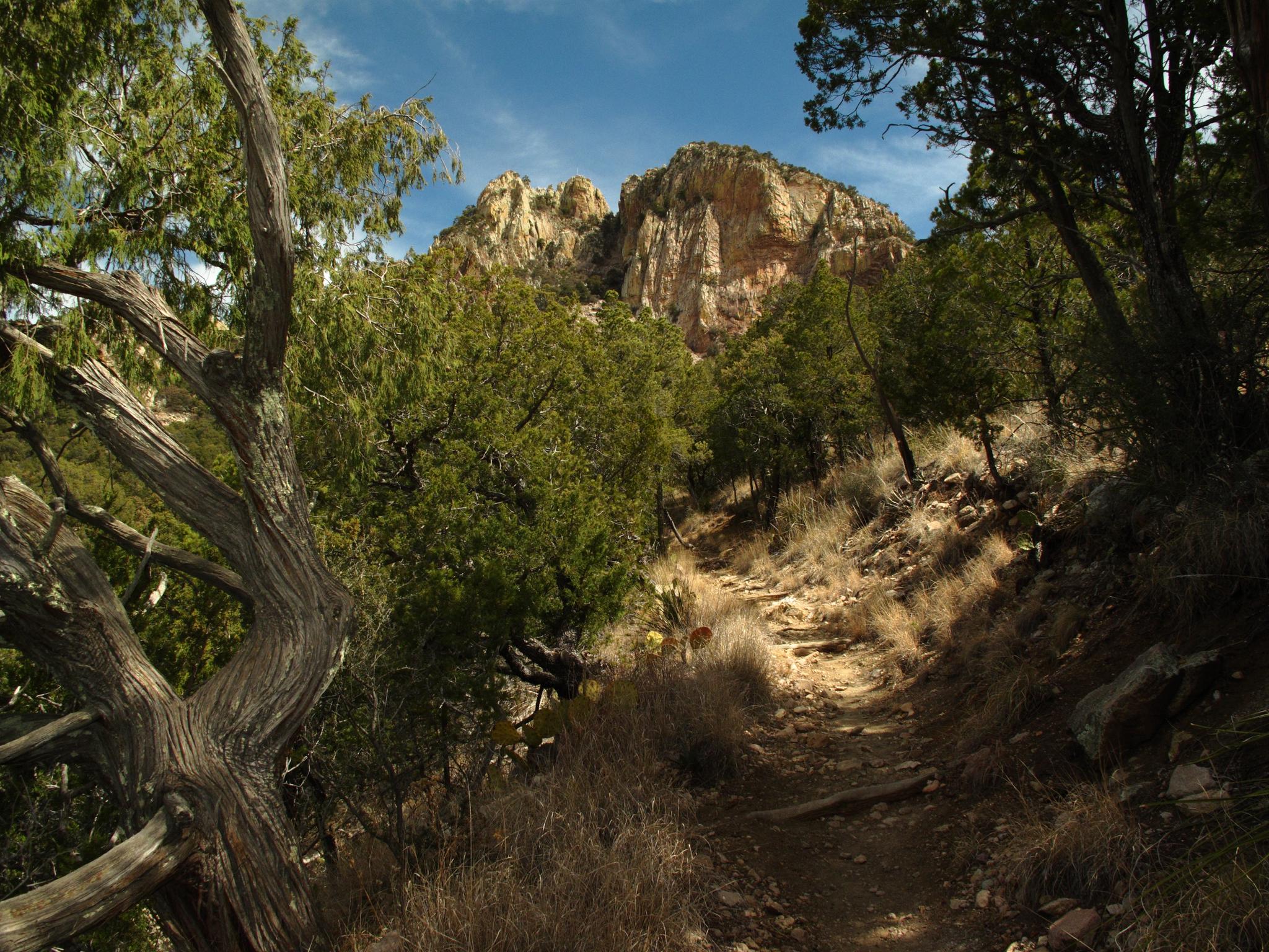 A winding dirt trail through dense green trees leads to a rocky mountain peak.