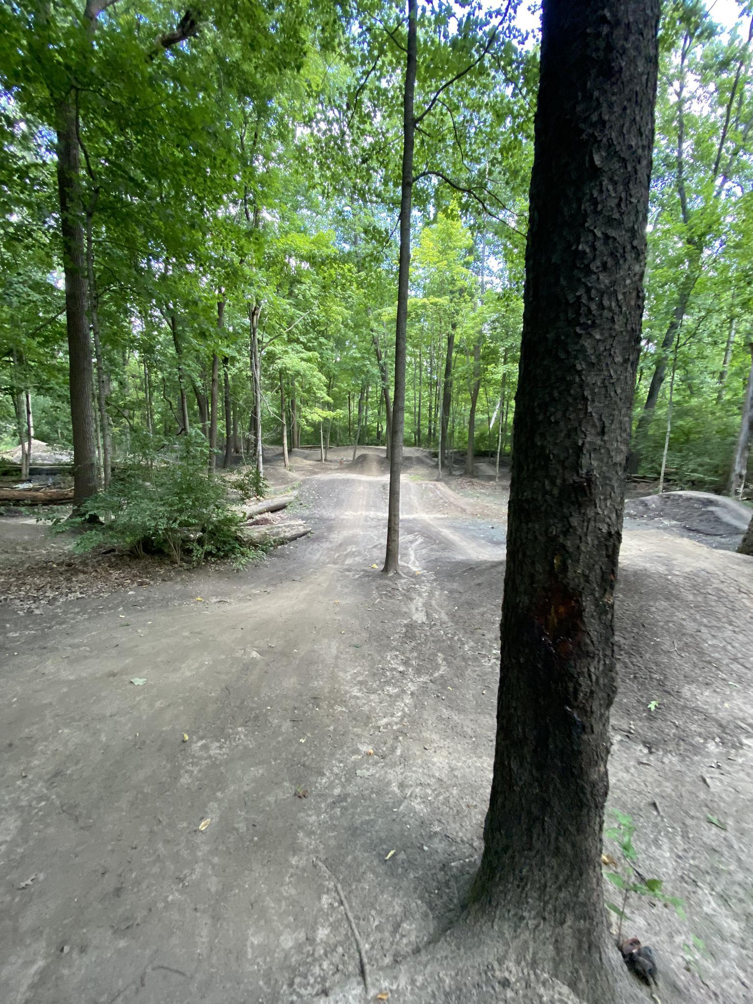 Shaded forest dirt path with a winding track and tall trees.
