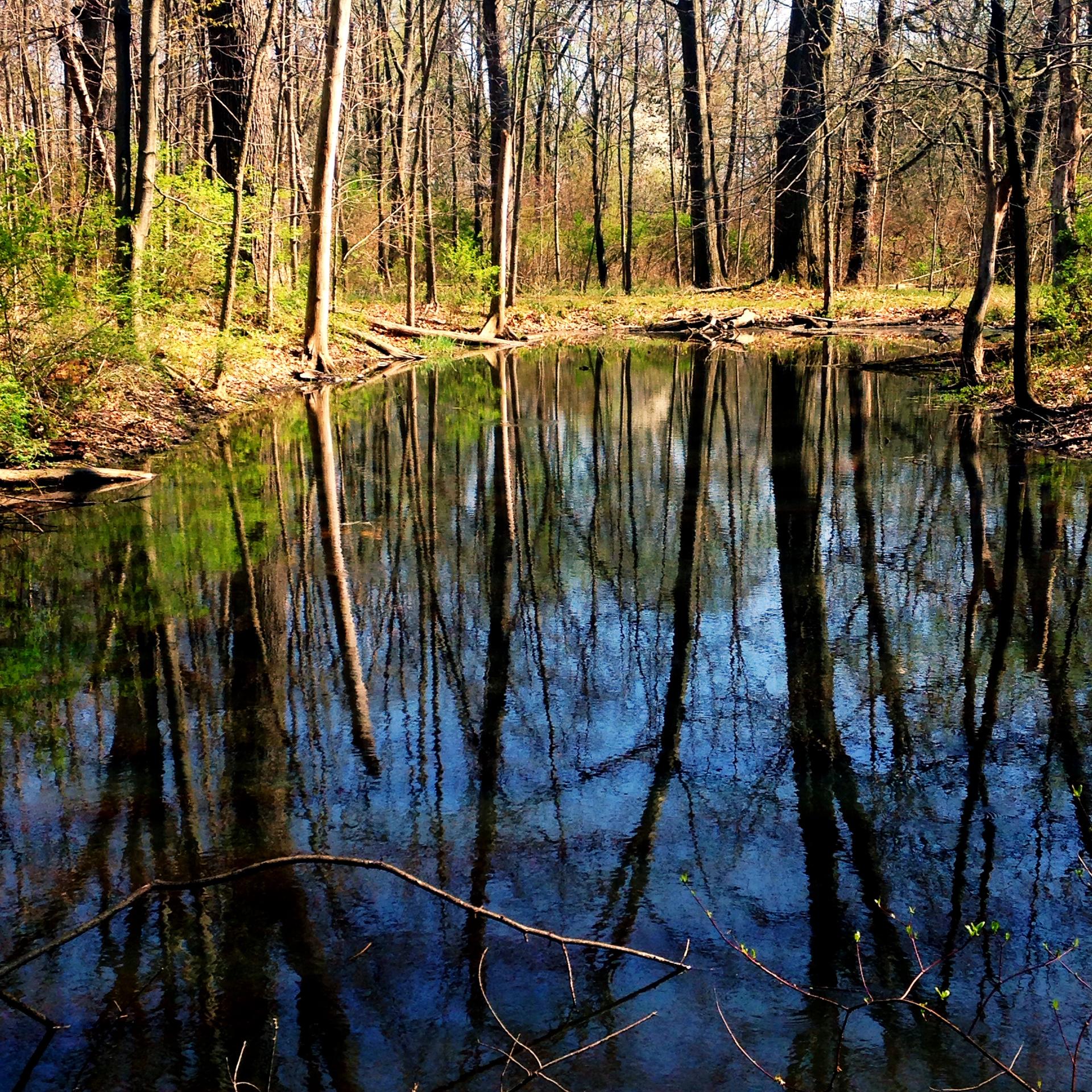 Calm water reflects bare trees and bright sky in a sunlit forest.