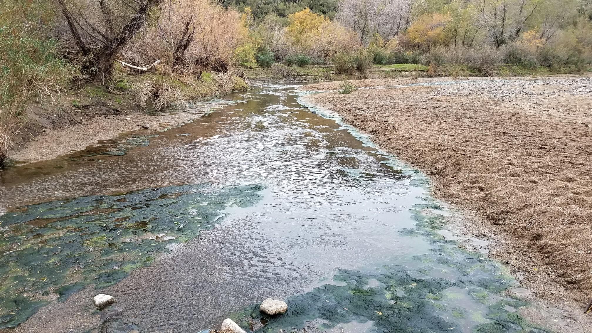 Shallow stream with green algae and dry banks, surrounded by trees. - Black Canyon Trail Loop from High Desert Park