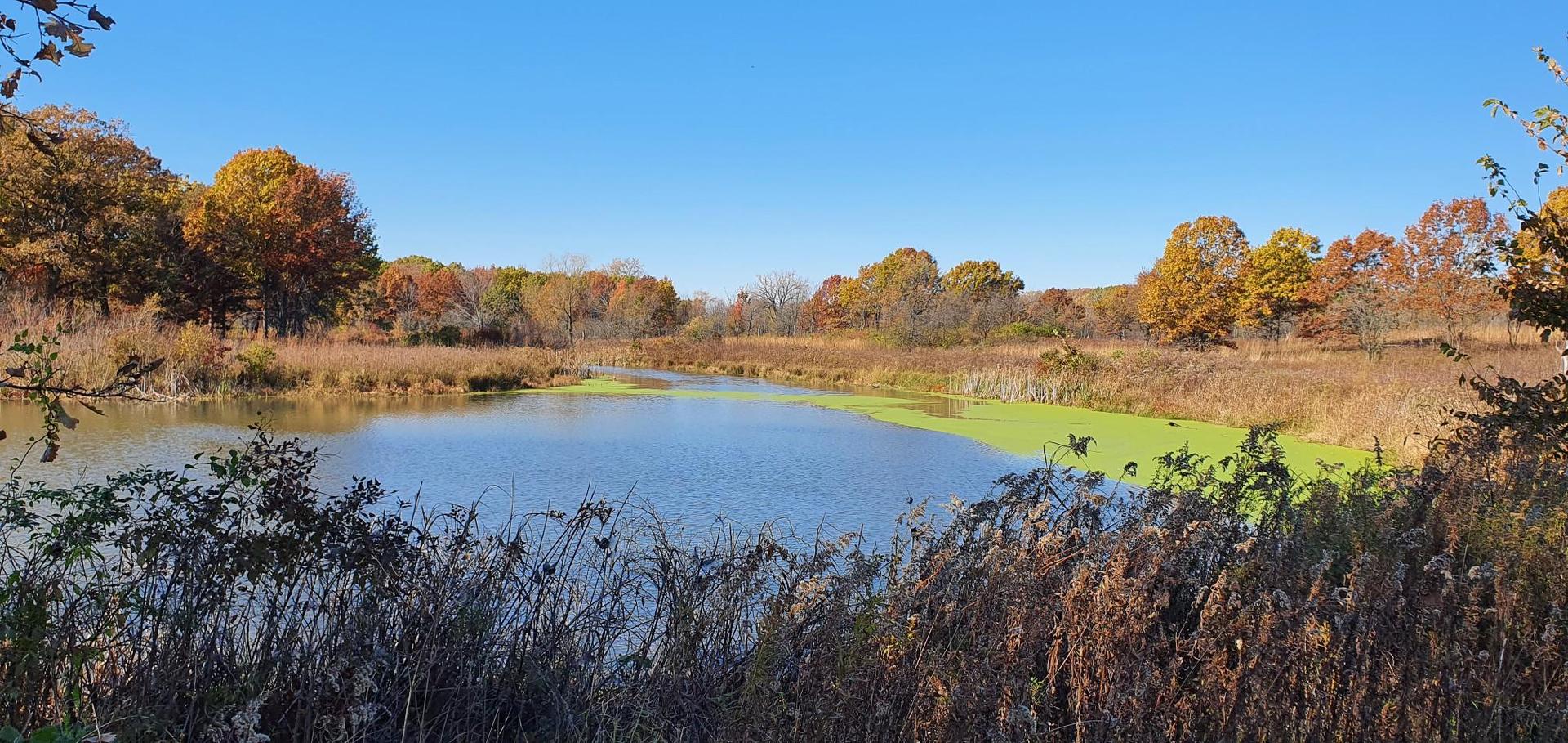 Panoramic view of a pond with autumn trees and dry grass under clear sky.