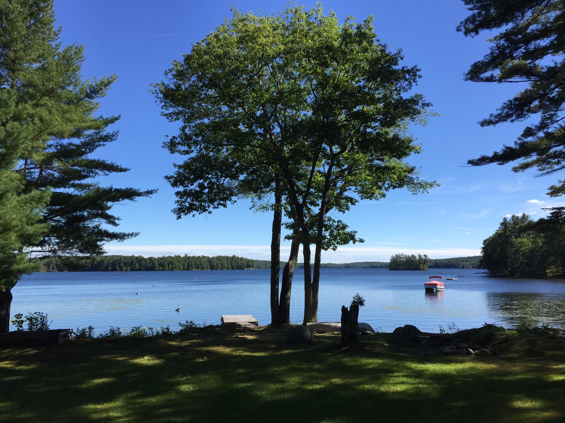 Sunny day over a lake with a large tree and a red boat.