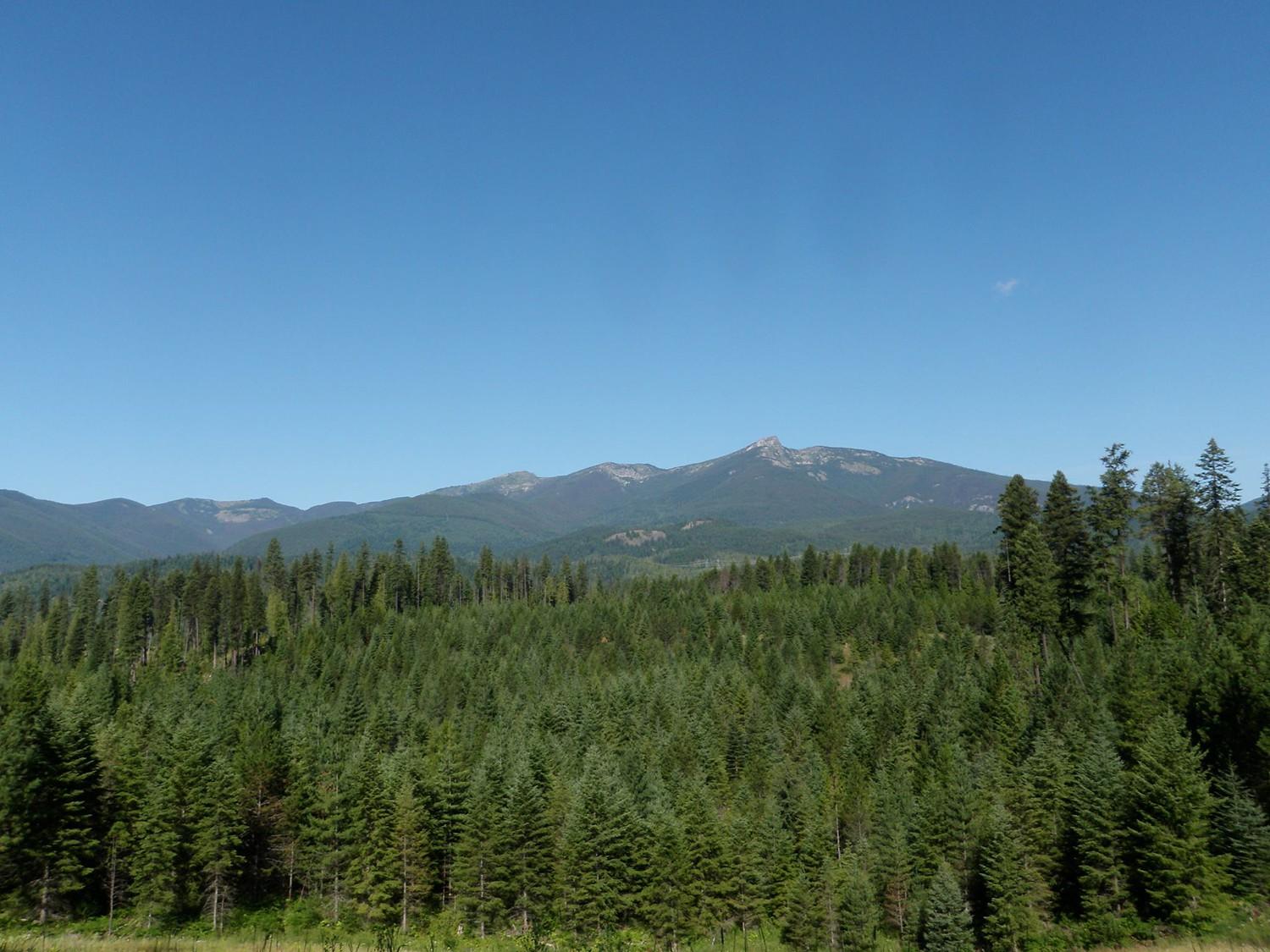 Dense evergreen forest under a clear blue sky with distant mountains.
