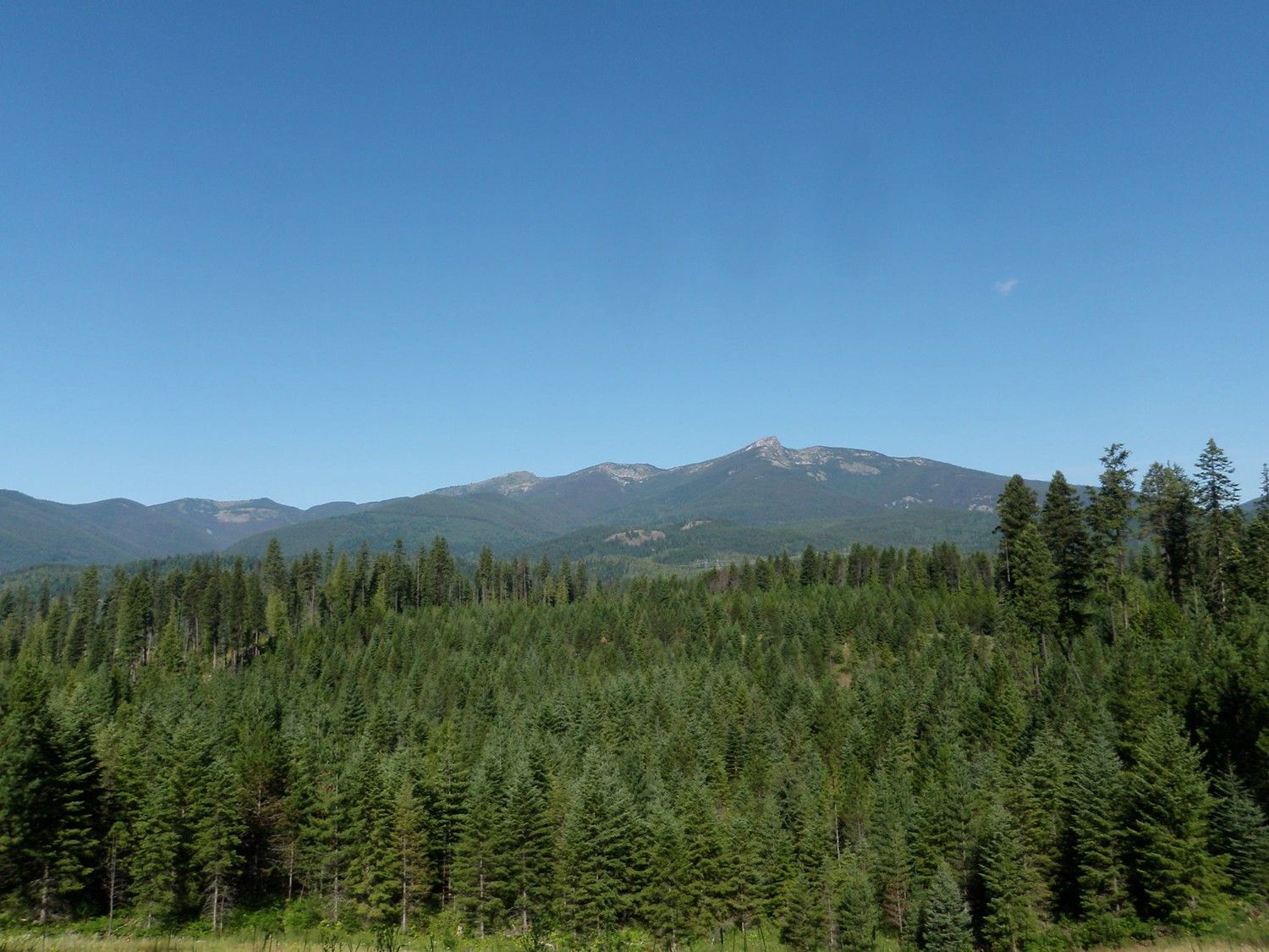 Dense evergreen forest under a clear blue sky with distant mountains. - Halliday Trail #522