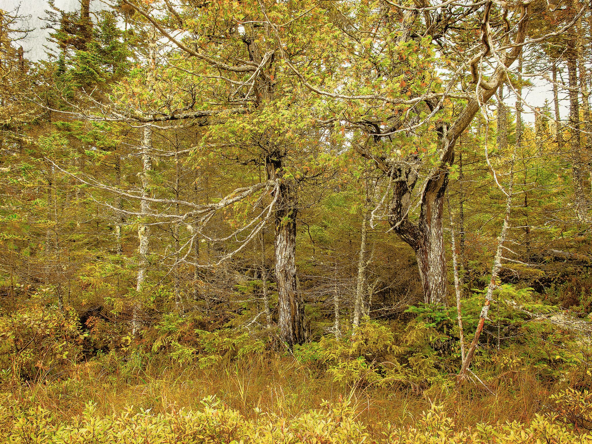 A dense forest with varied trees and golden undergrowth on an overcast day. - Dwelley Pond Trail Loop
