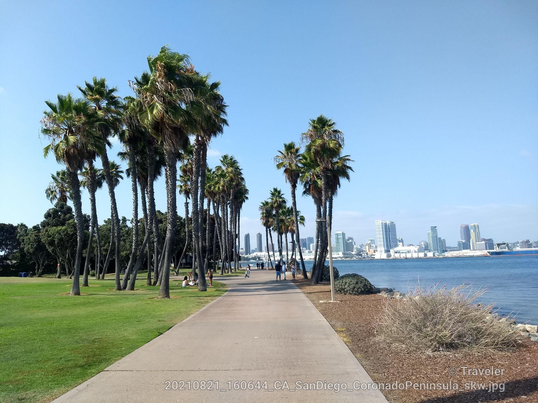 Palm trees line a sunny path next to water with a distant city.
