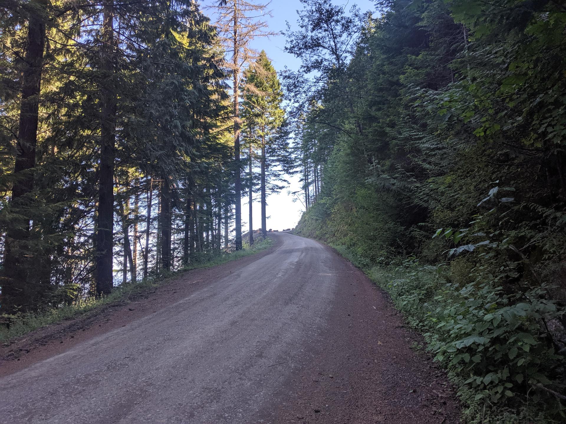 Uphill dirt road winding through a dense, tall forest.