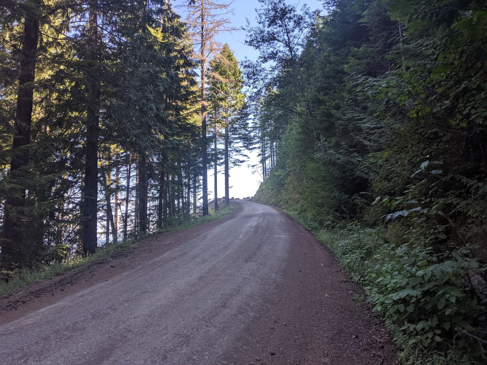 Uphill dirt road winding through a dense, tall forest. - Bee Mill Road to Mt. Walker