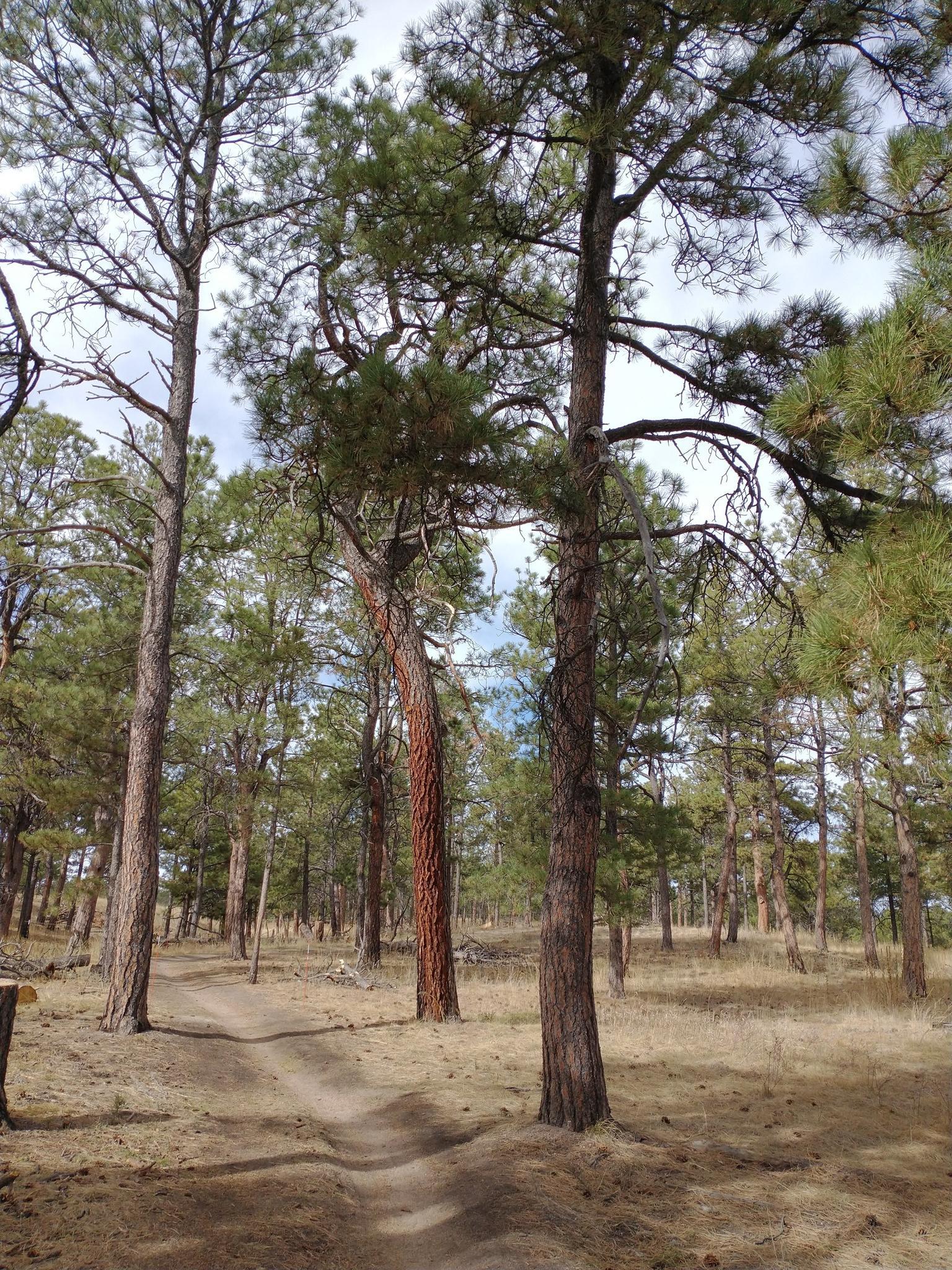 A dirt path winds through a sunlit pine forest with dry ground.
