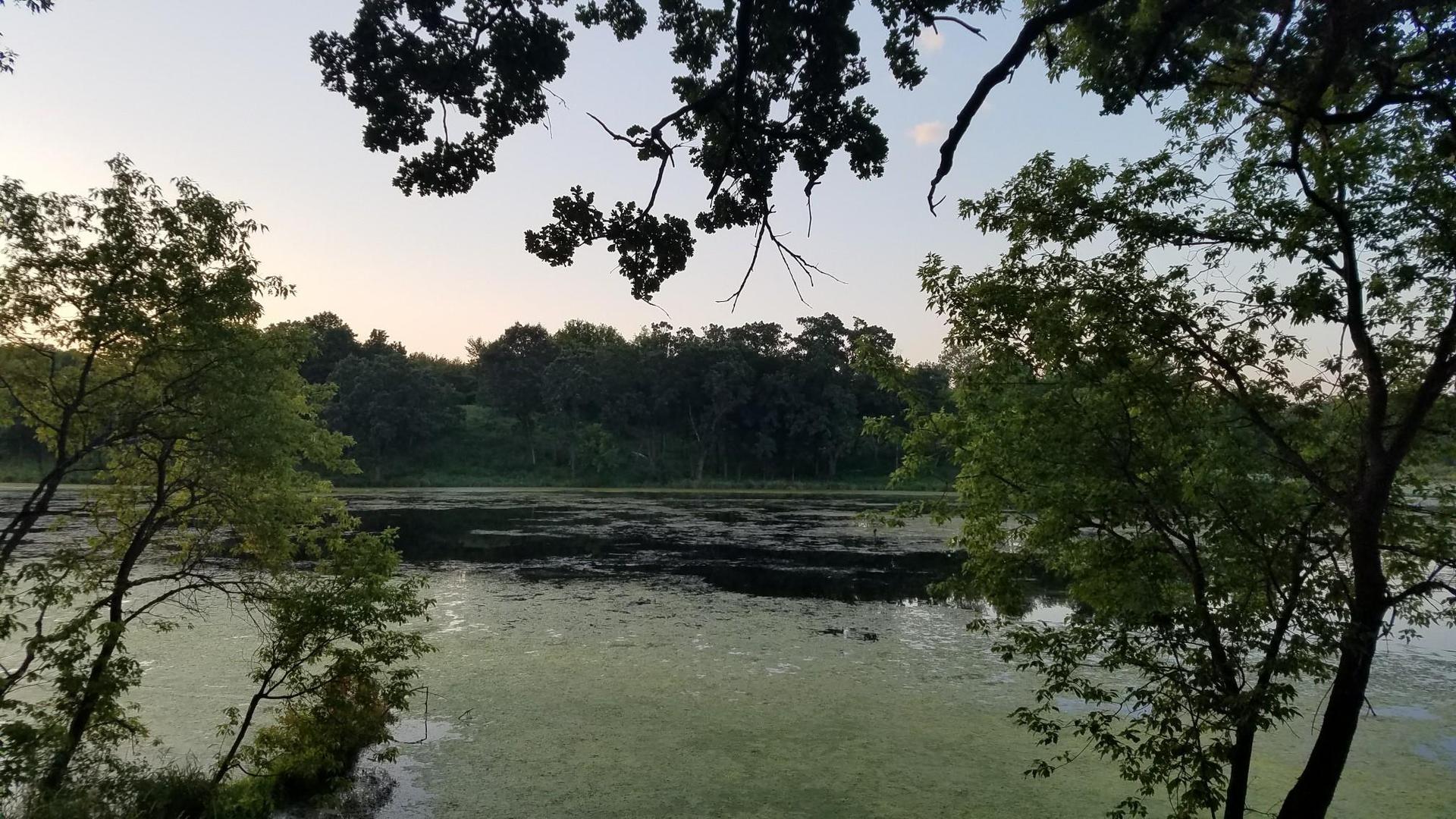 Algae-covered lake framed by green trees under a soft, evening sky.