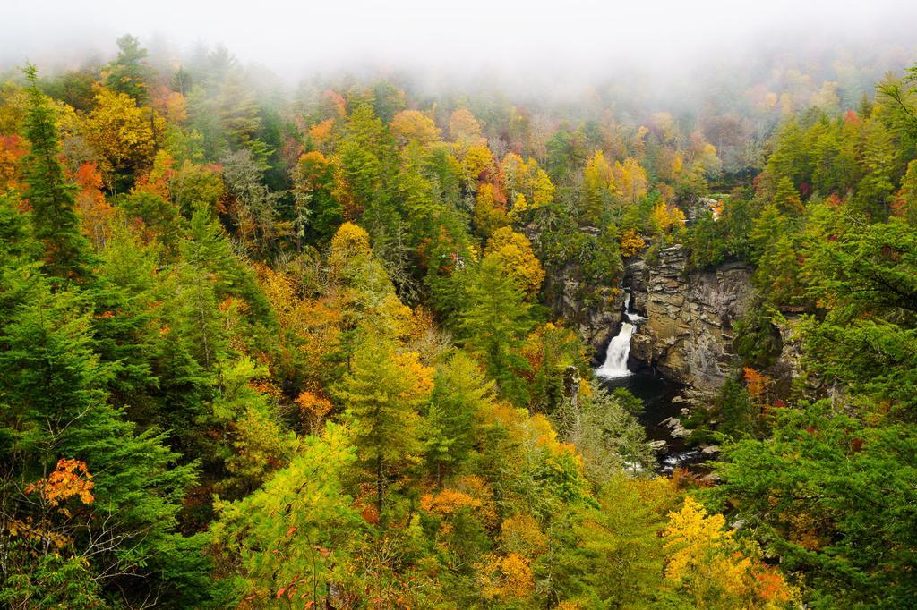 Misty forest with vibrant autumn foliage and a distant waterfall.