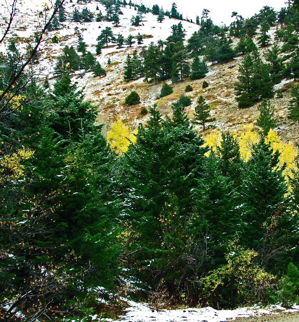 Evergreen trees and yellow foliage on a snow-dusted hillside under soft light.
