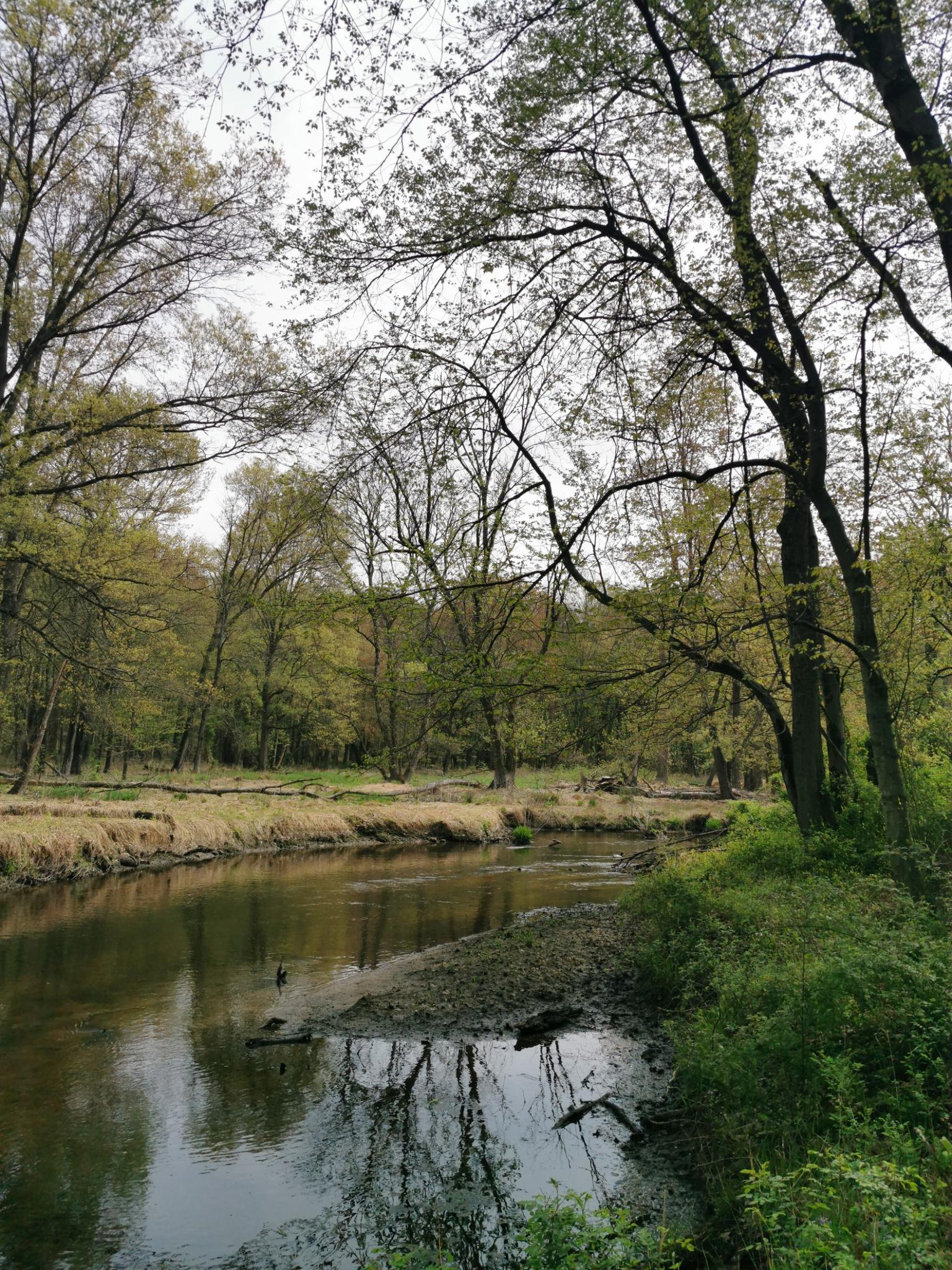 A calm river flows through a lush forest on an overcast day.